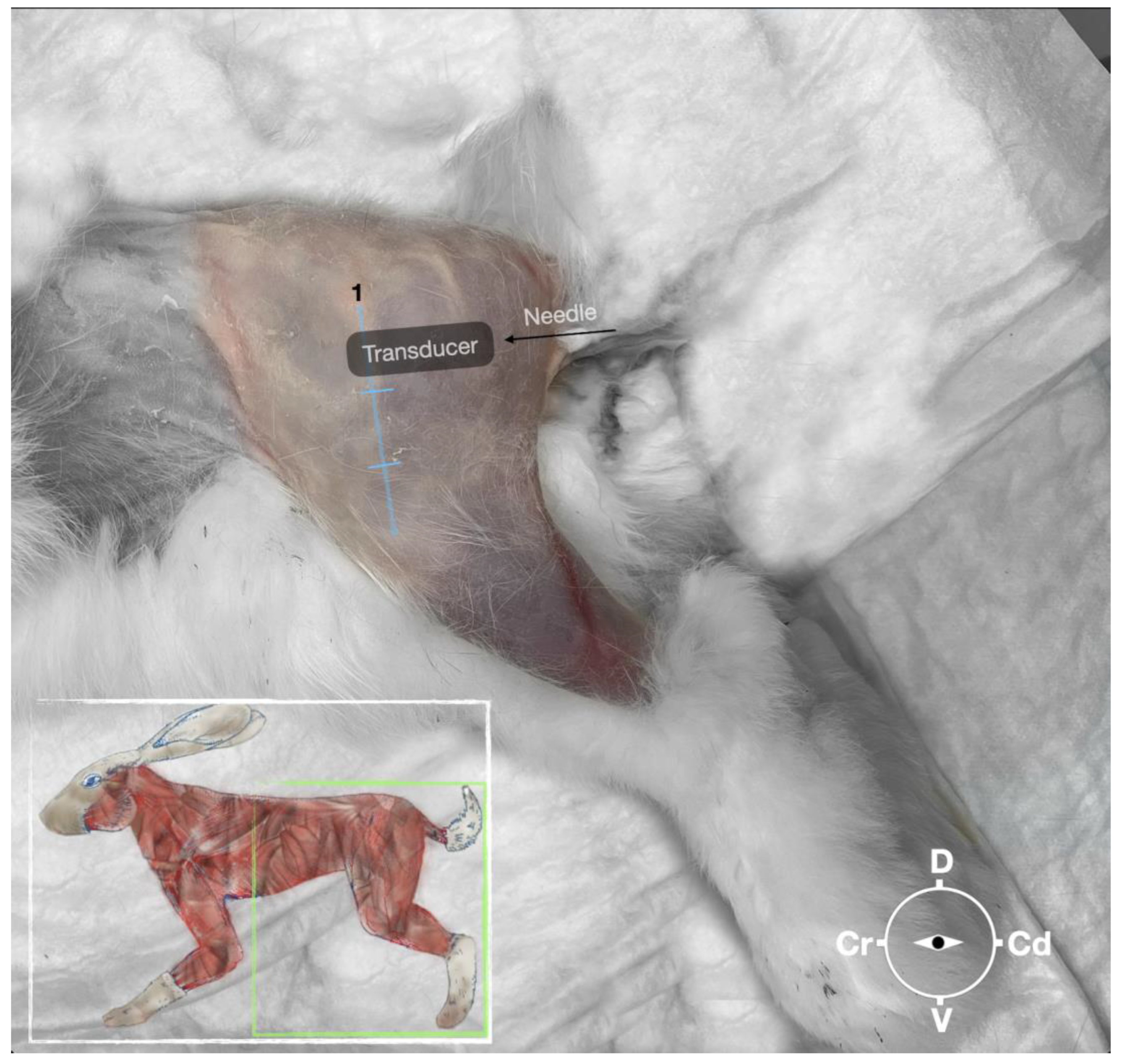 Animals 13 02393 g002 Animals 13 02393 g002