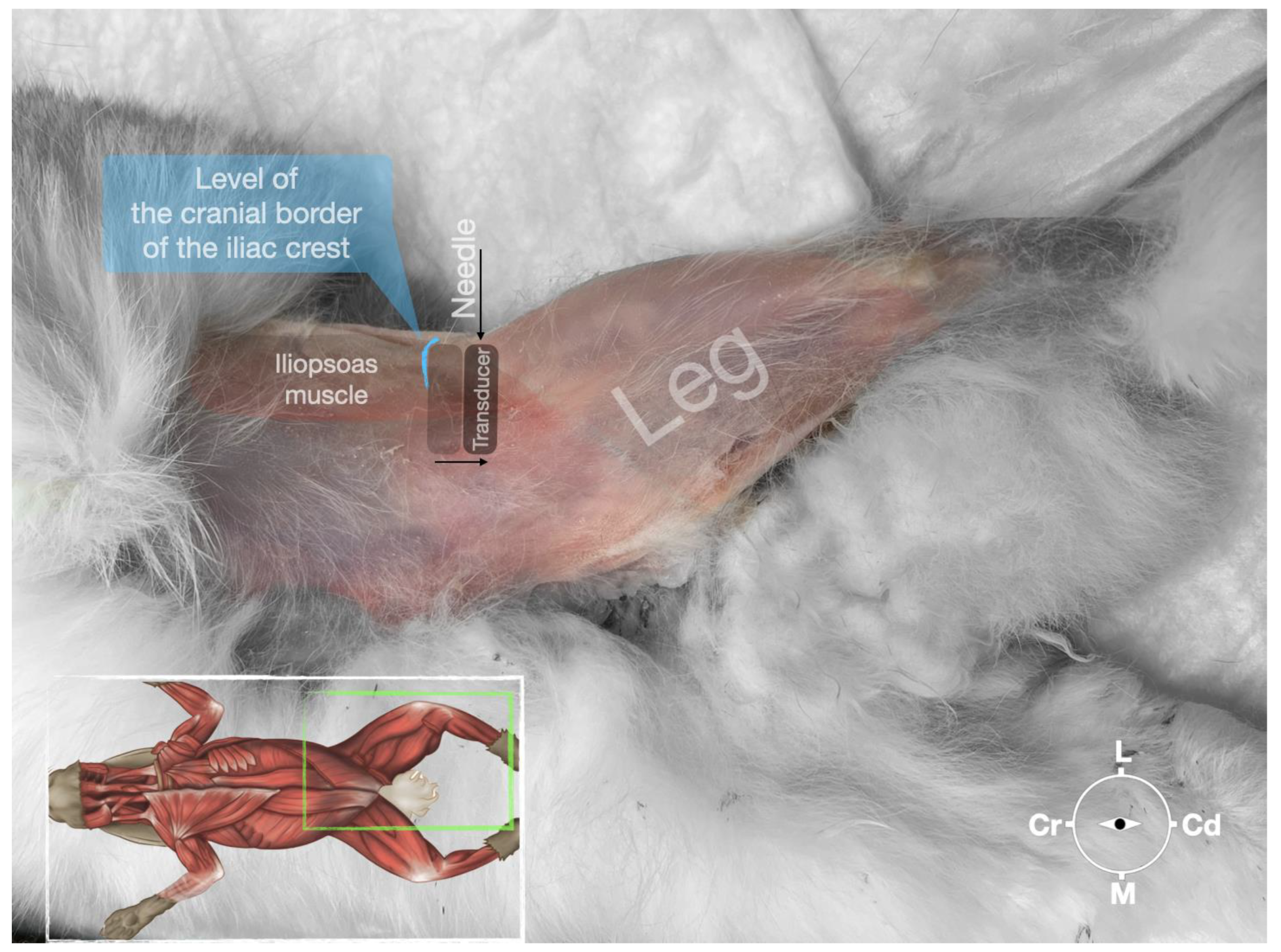 Animals 13 02393 g005 Animals 13 02393 g005