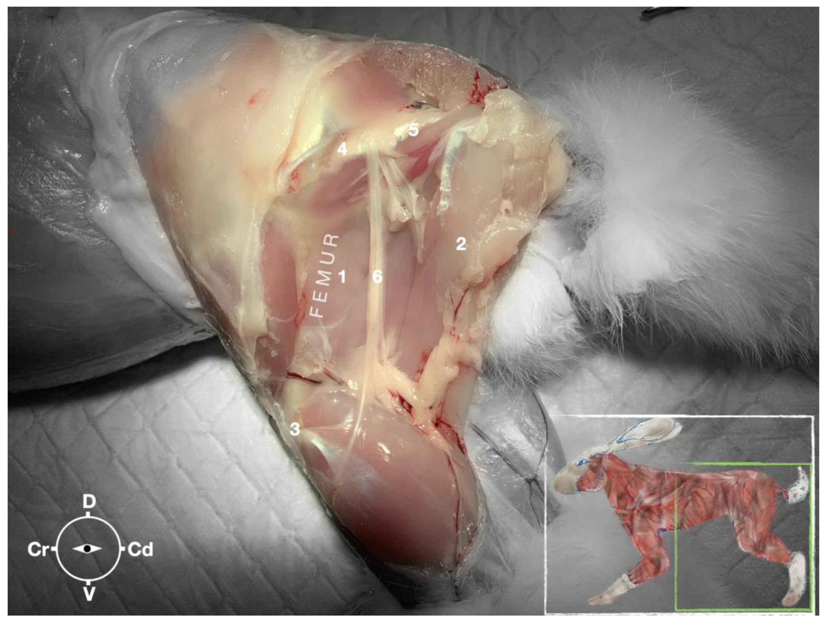 Animals 13 02393 g007 Animals 13 02393 g007