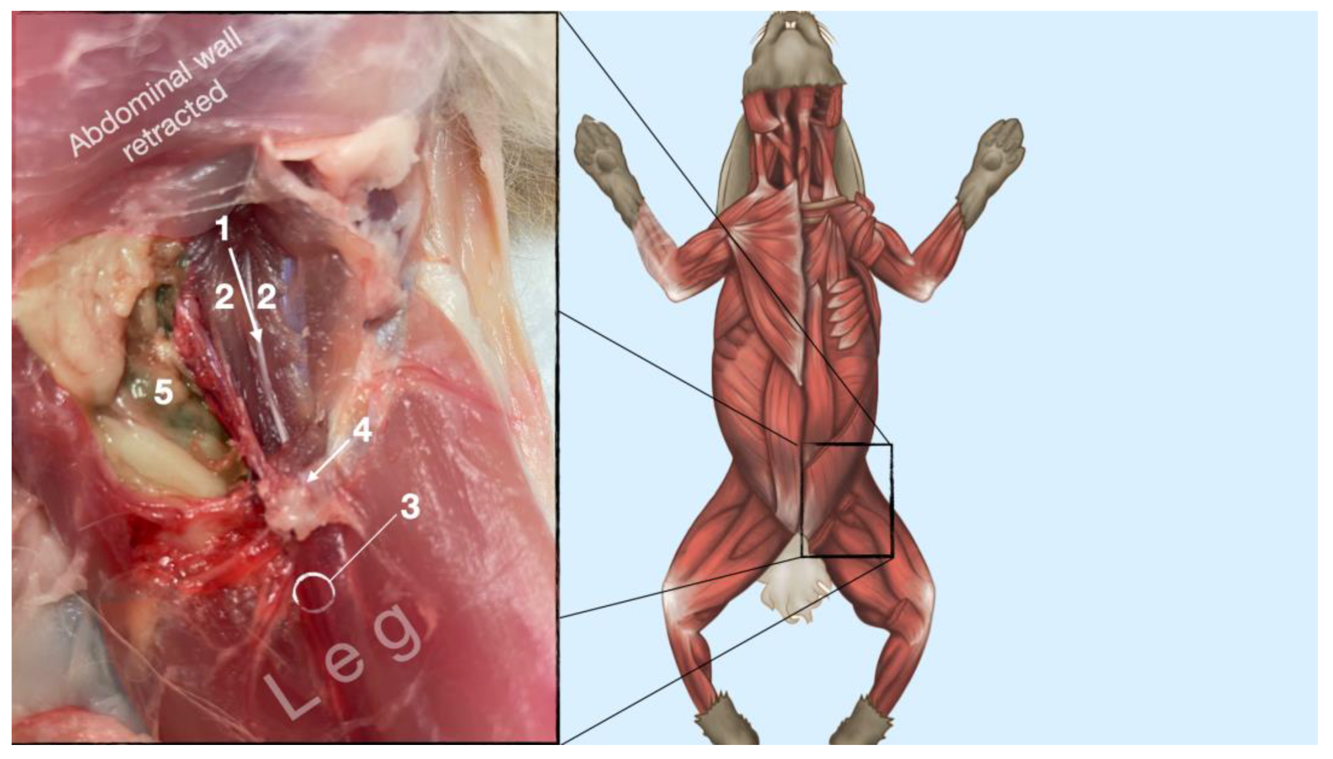 Animals 13 02393 g008 Animals 13 02393 g008