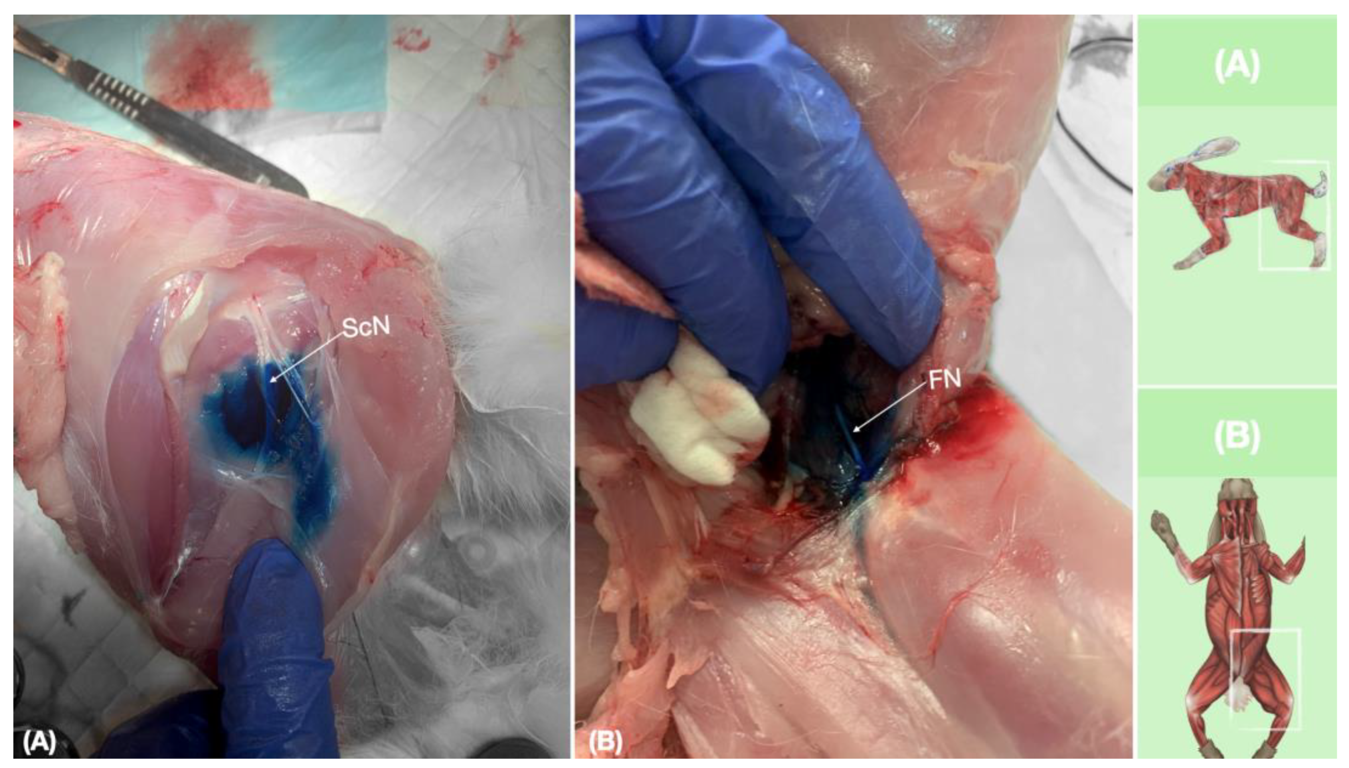 Animals 13 02393 g009 Animals 13 02393 g009