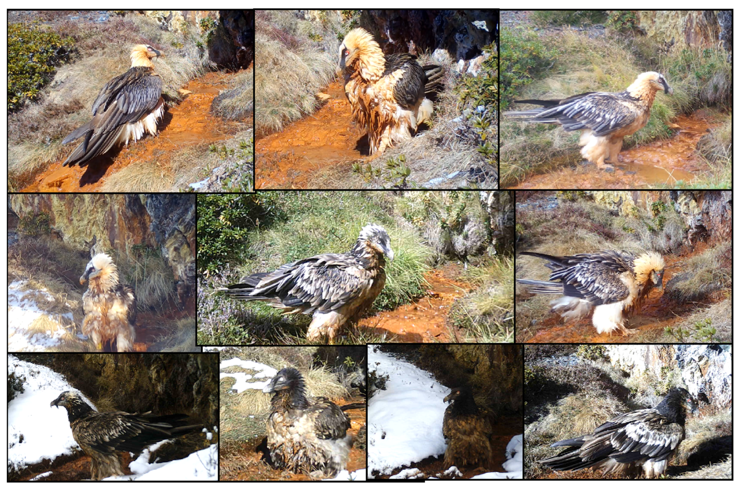 Animals 13 02409 g002