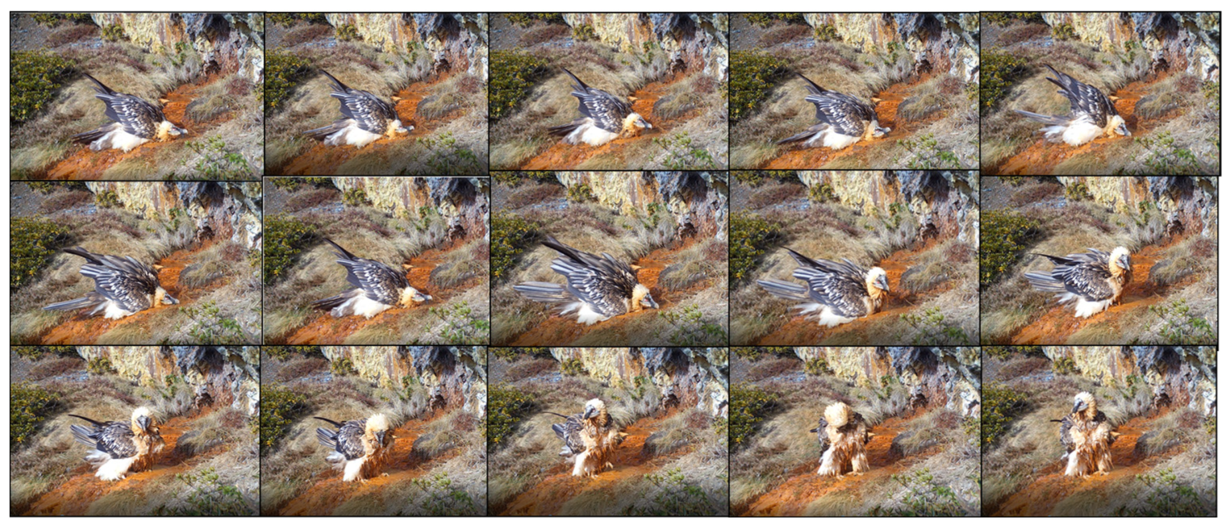 Animals 13 02409 g003