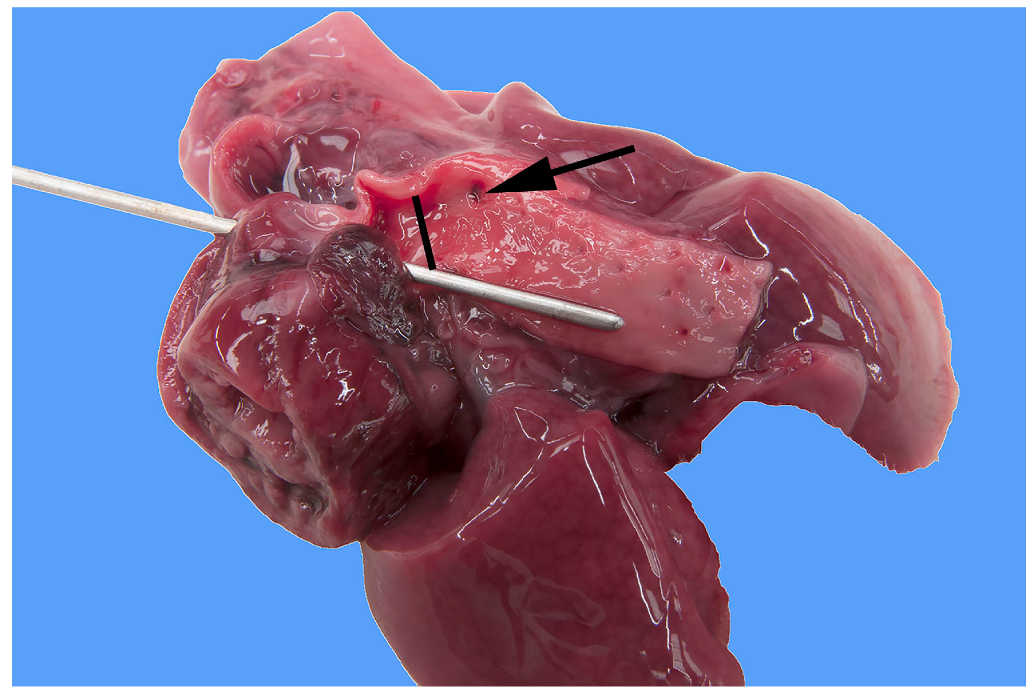 Animals 13 02423 g001