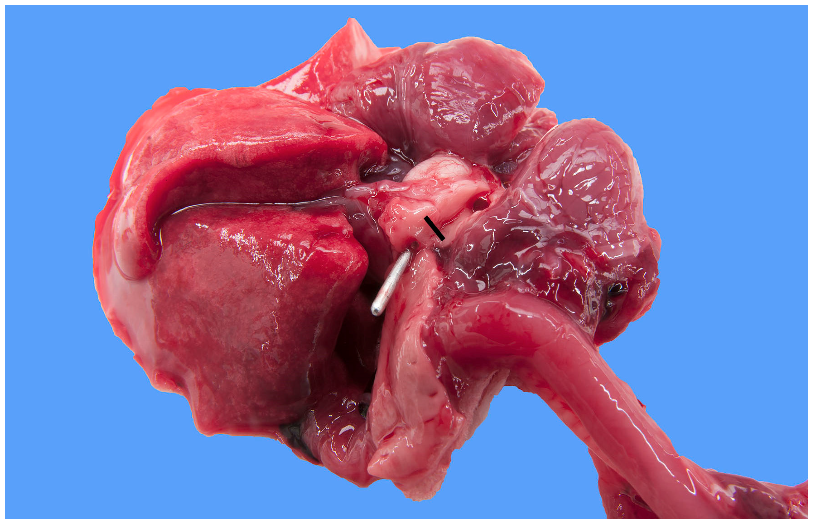 Animals 13 02423 g002