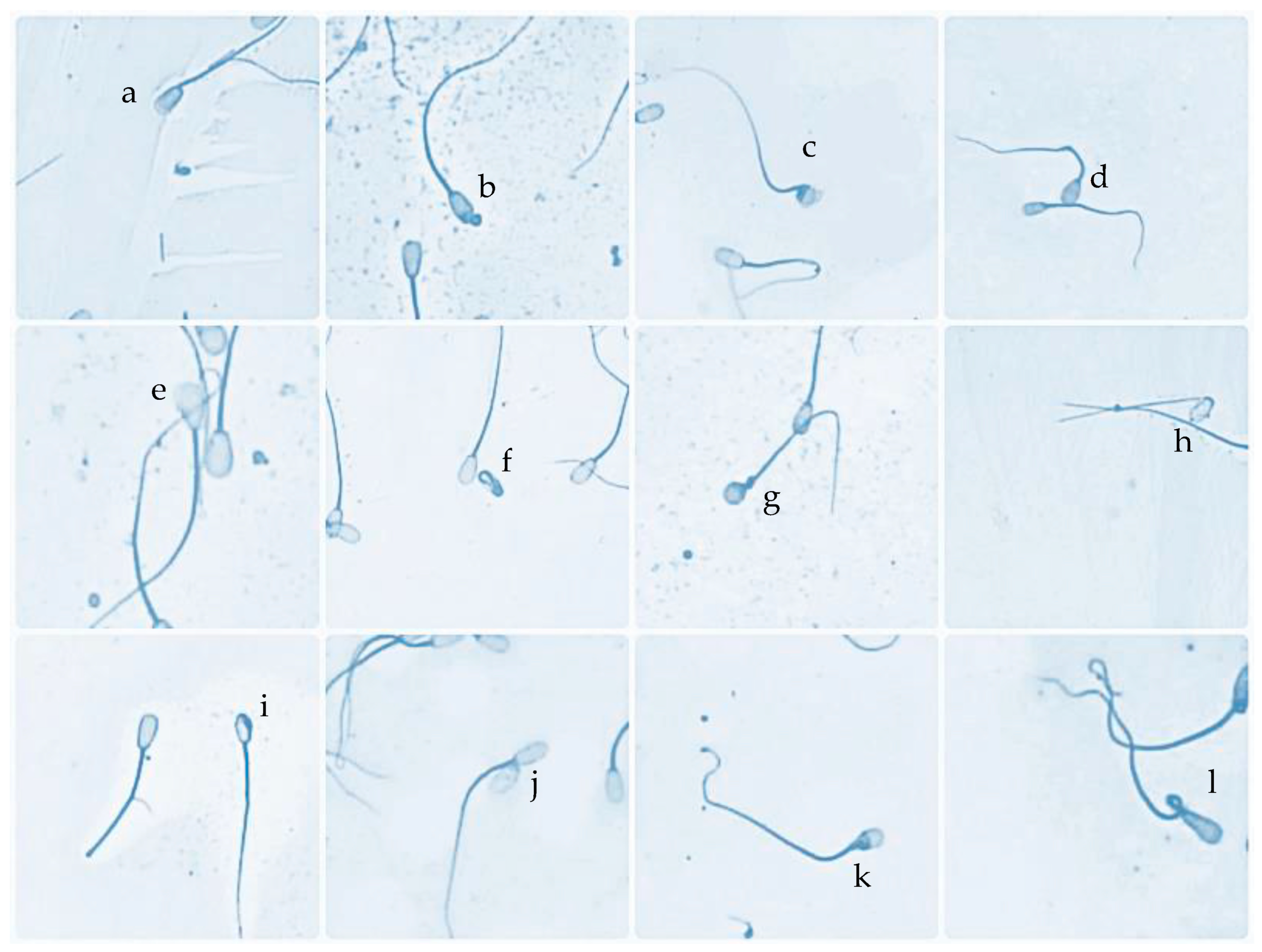 Animals 13 02433 g001