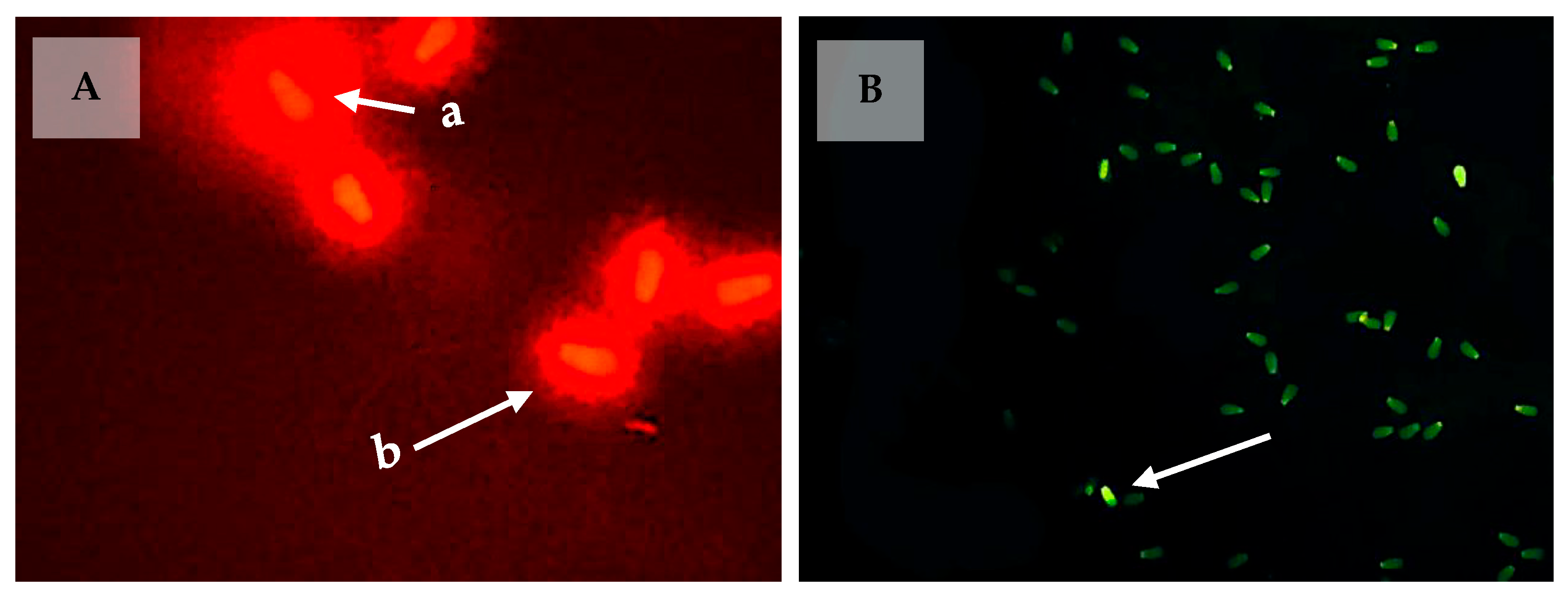 Animals 13 02433 g002