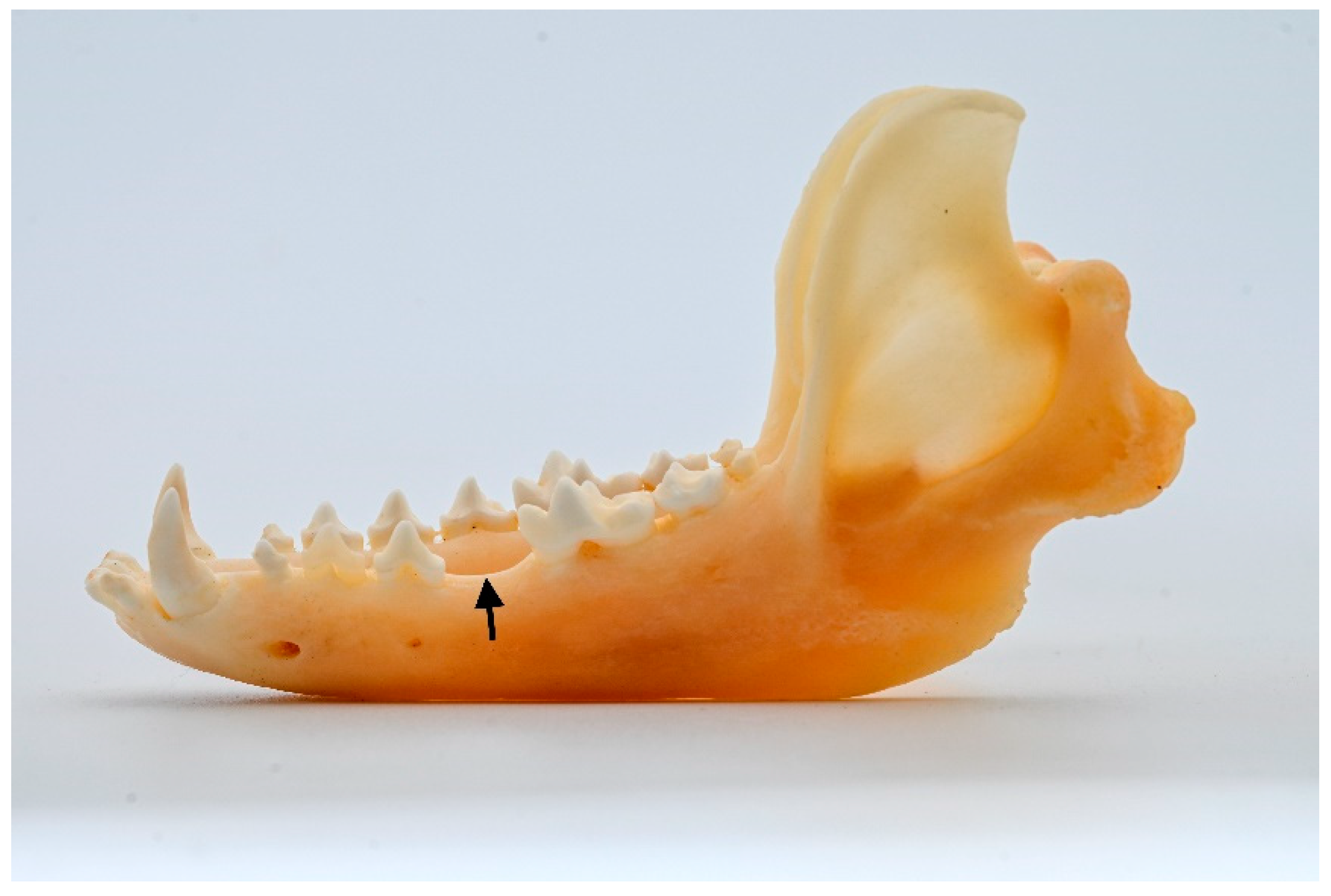 Animals 13 02437 g002 Animals 13 02437 g002