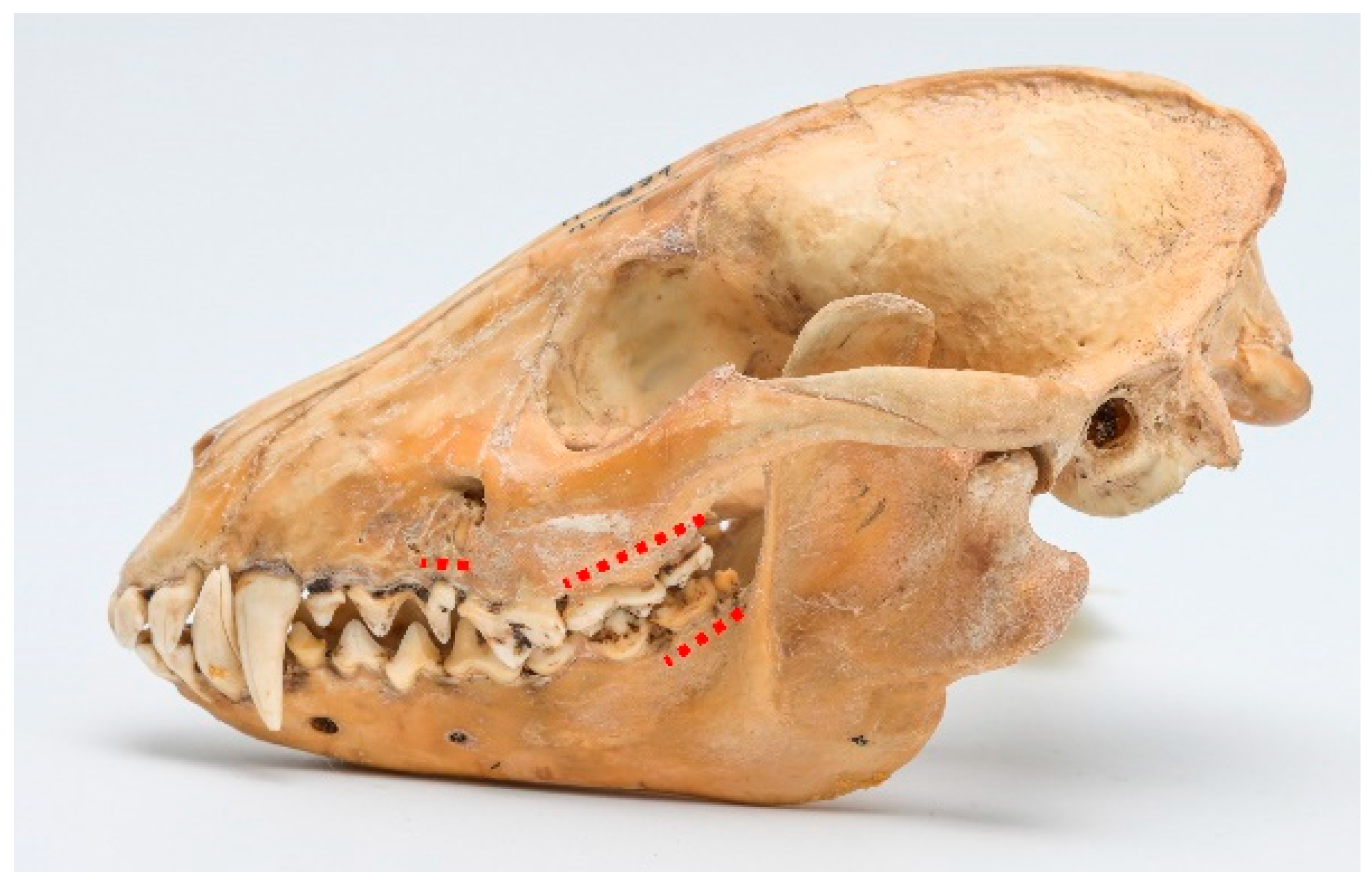 Animals 13 02437 g003 Animals 13 02437 g003