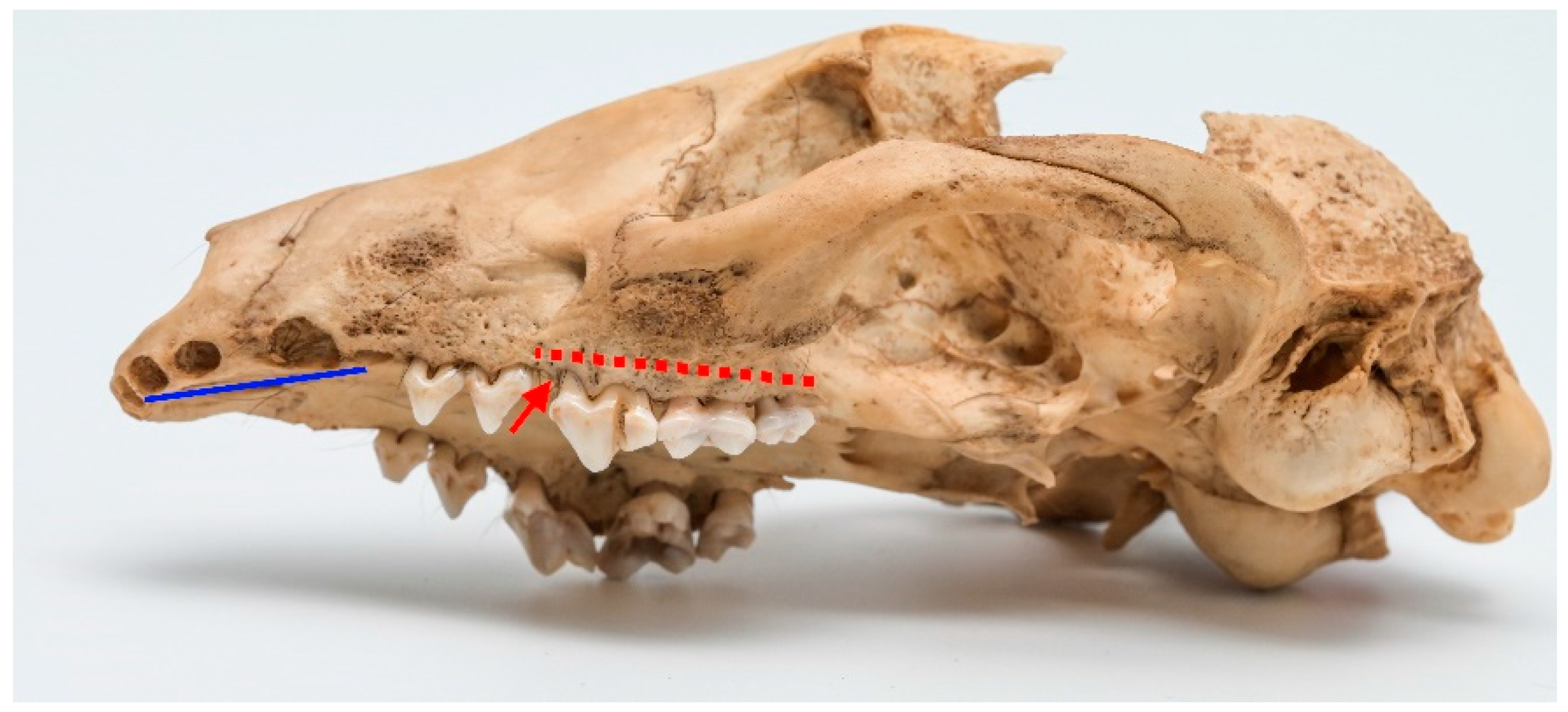 Animals 13 02437 g004 Animals 13 02437 g004