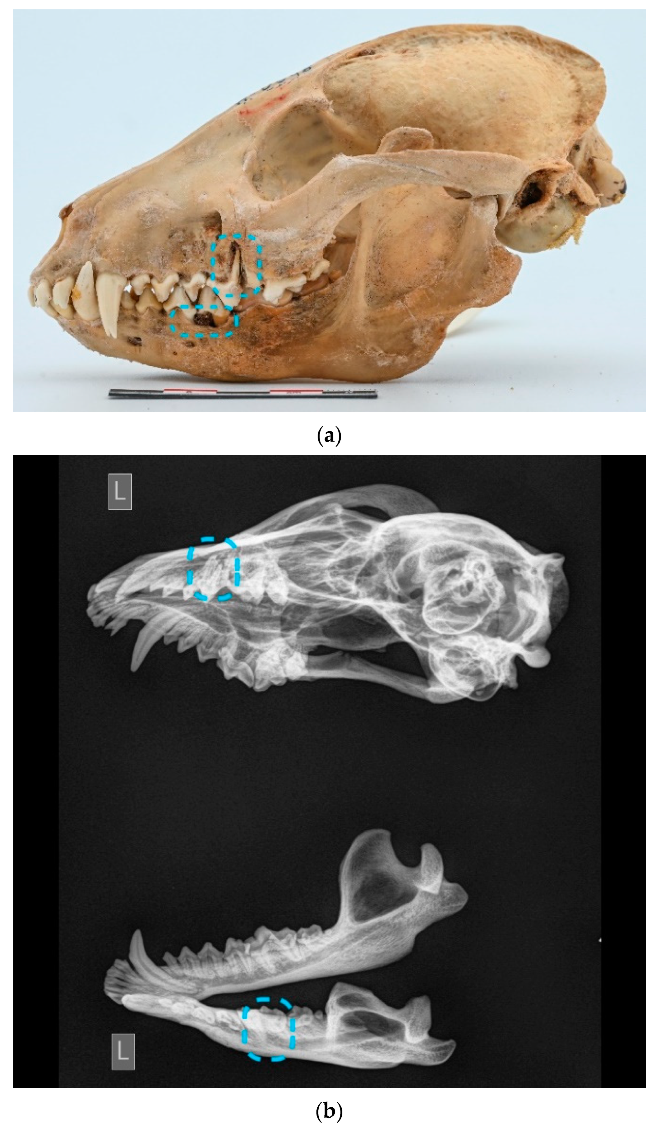 Animals 13 02437 g005 Animals 13 02437 g005