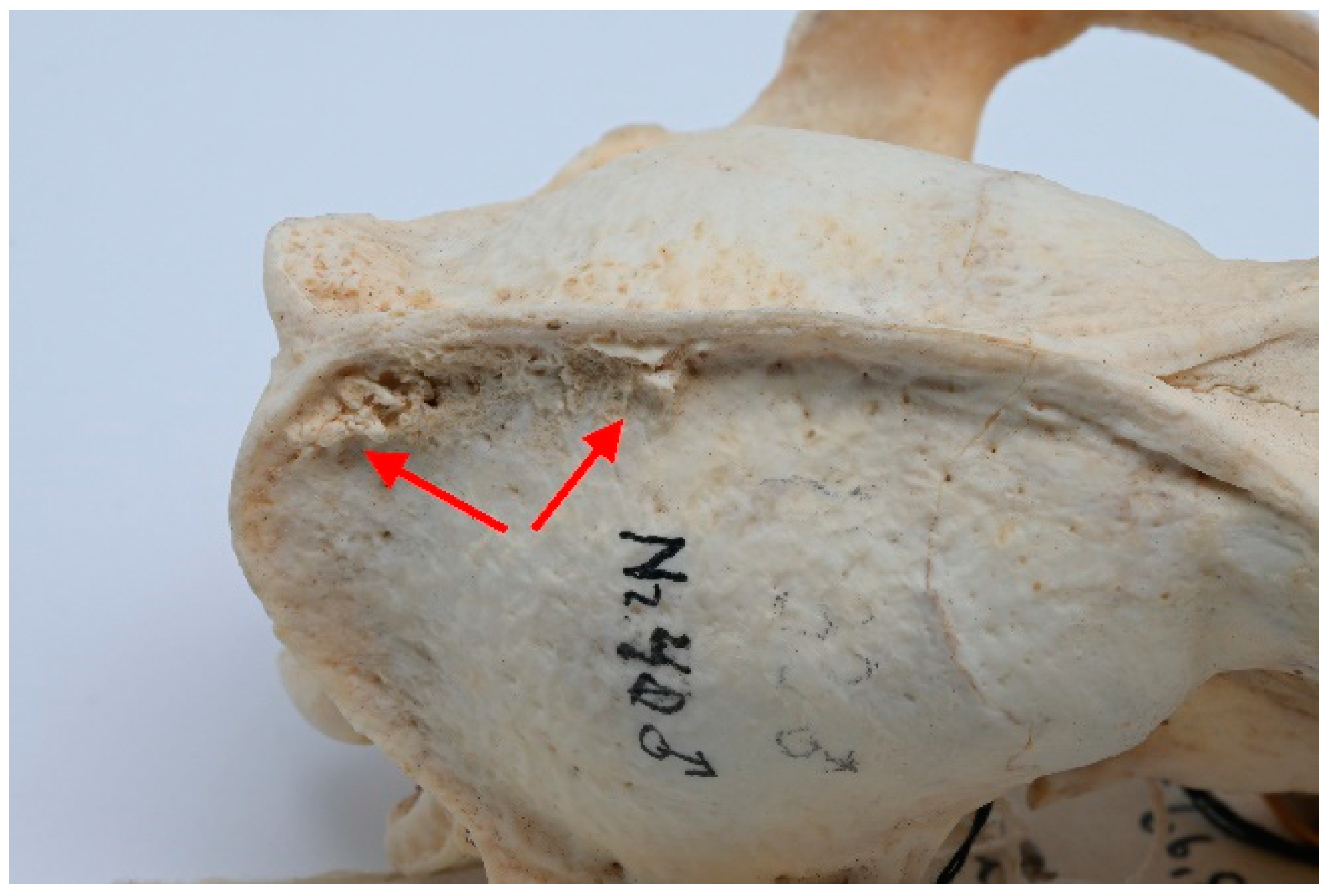 Animals 13 02437 g006 Animals 13 02437 g006