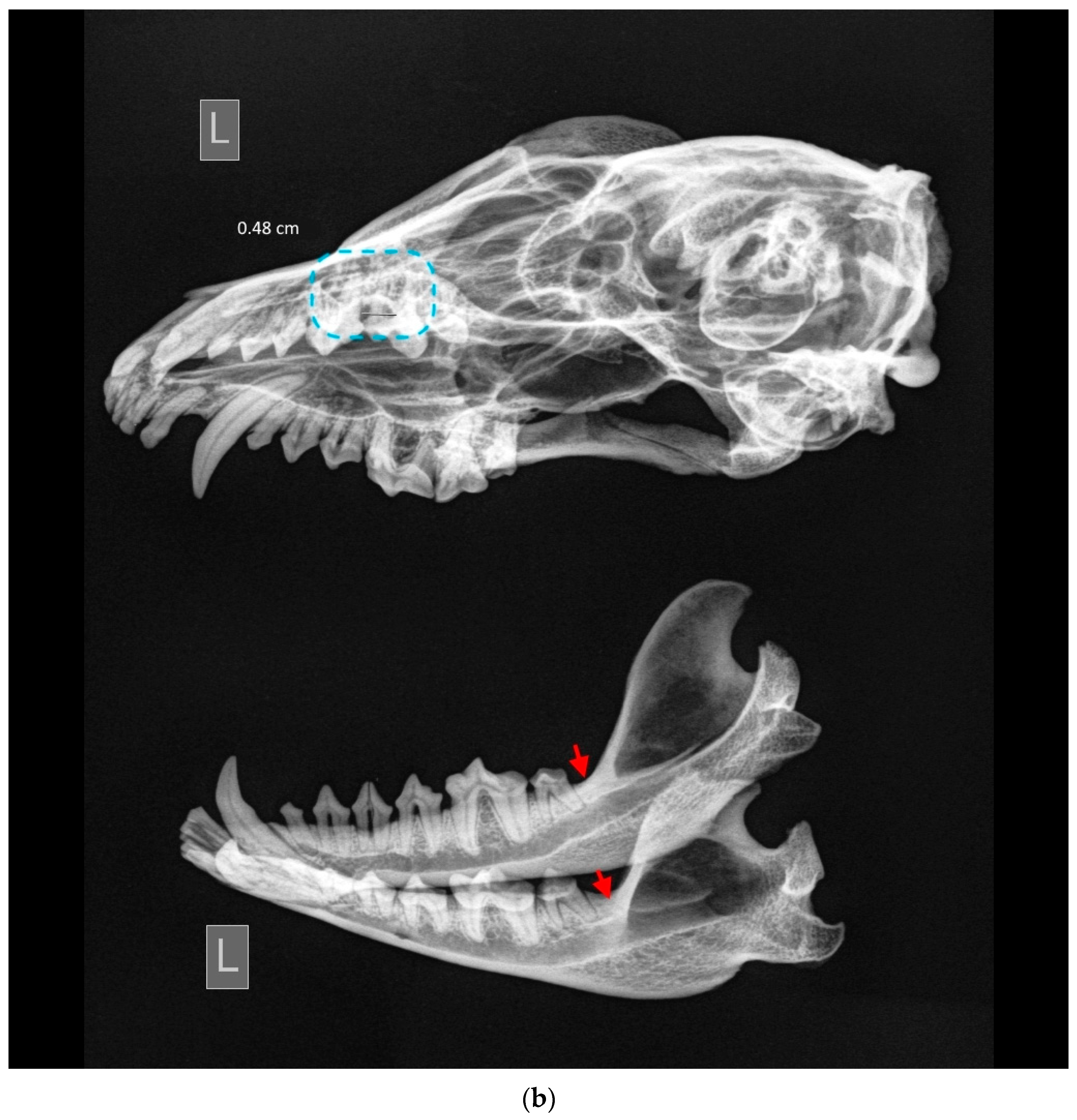 Animals 13 02437 g007b Animals 13 02437 g007b