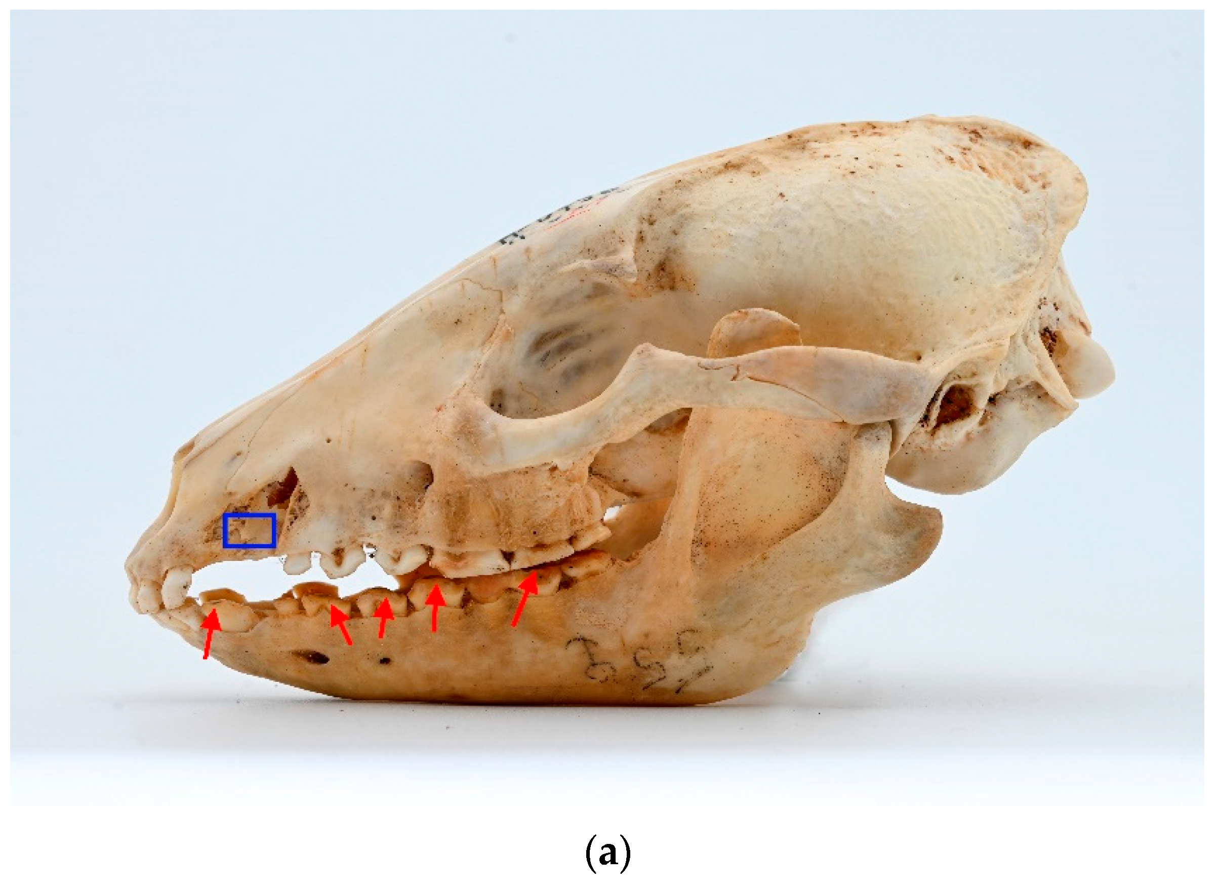 Animals 13 02437 g009a Animals 13 02437 g009a