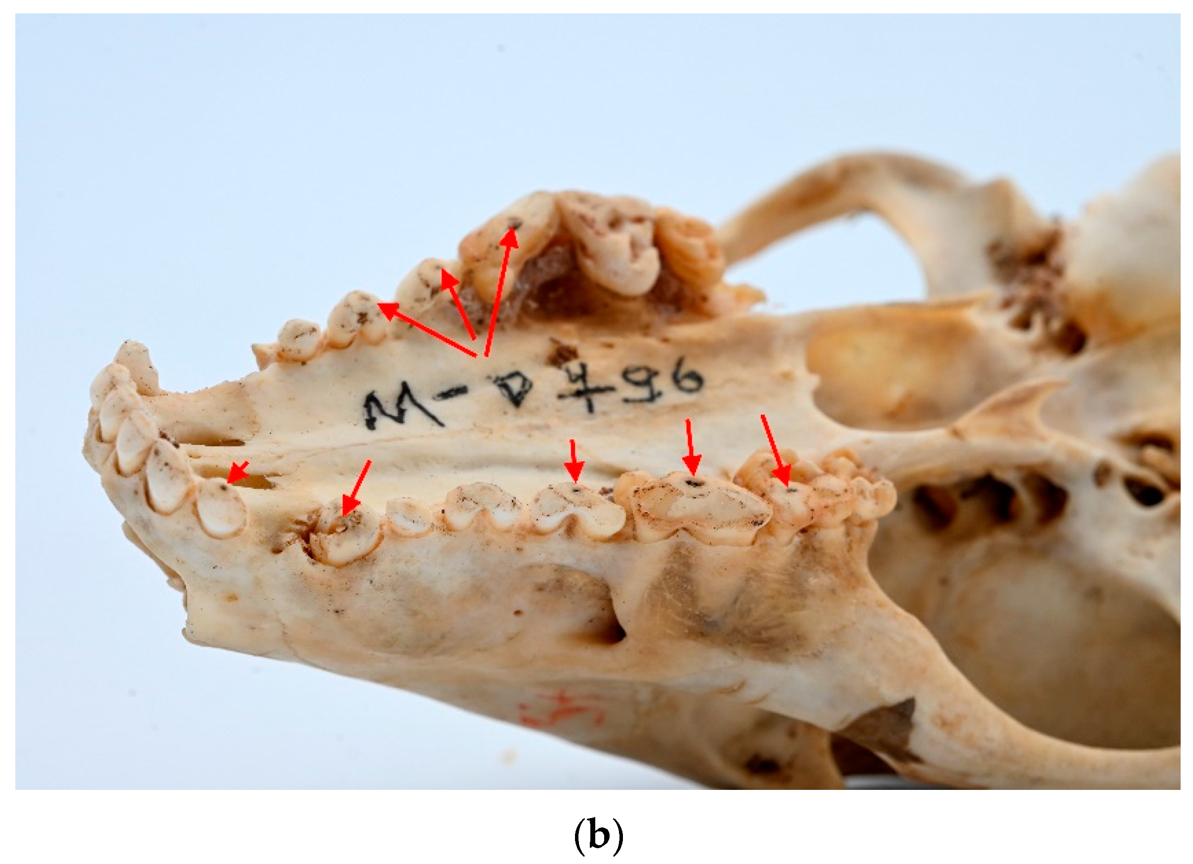 Animals 13 02437 g009b Animals 13 02437 g009b