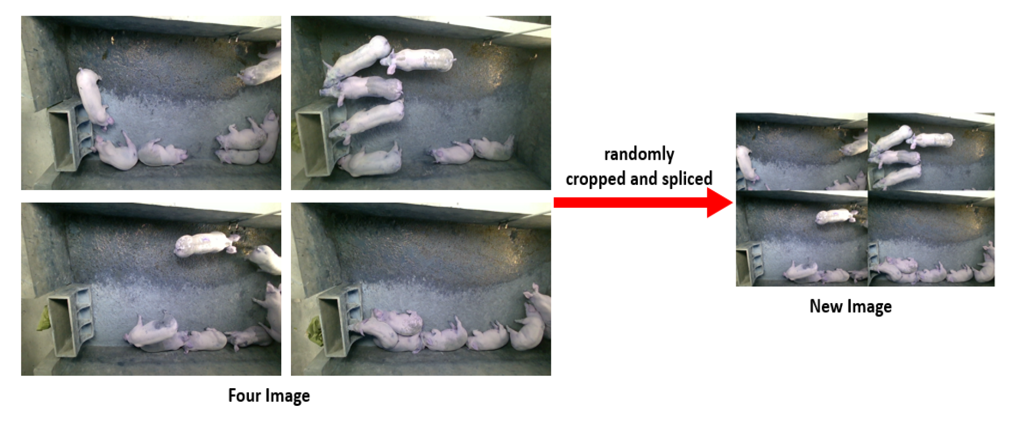 Animals 13 02472 g004