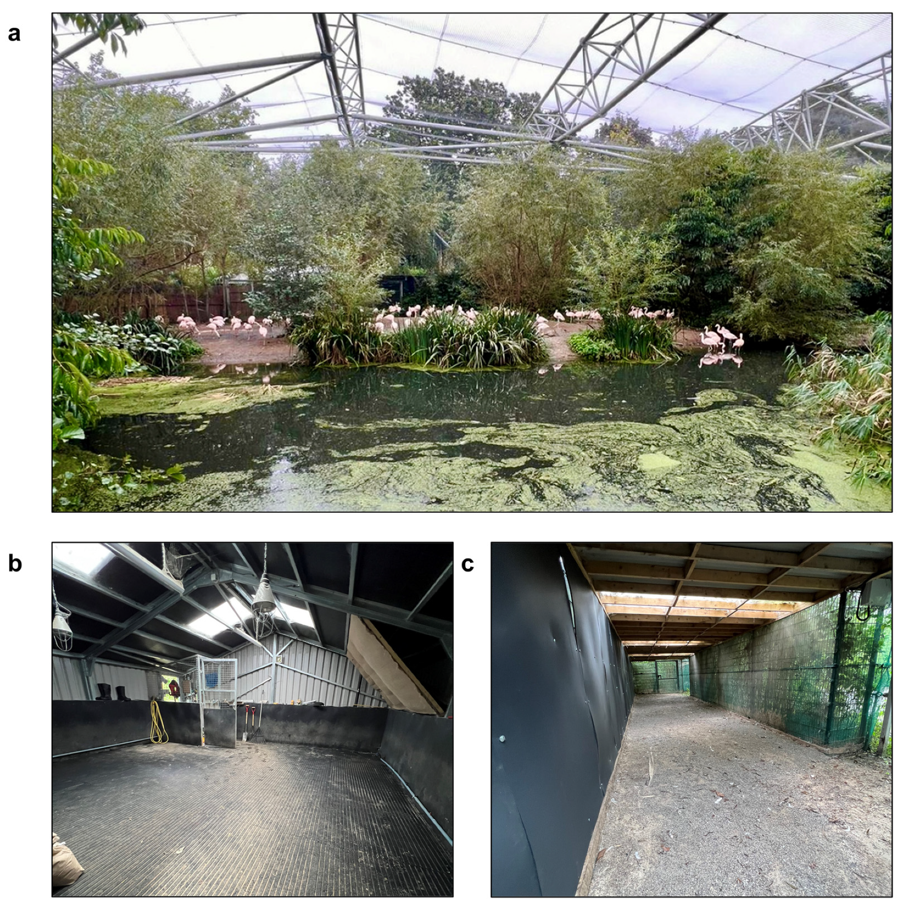 Animals 13 02483 g002