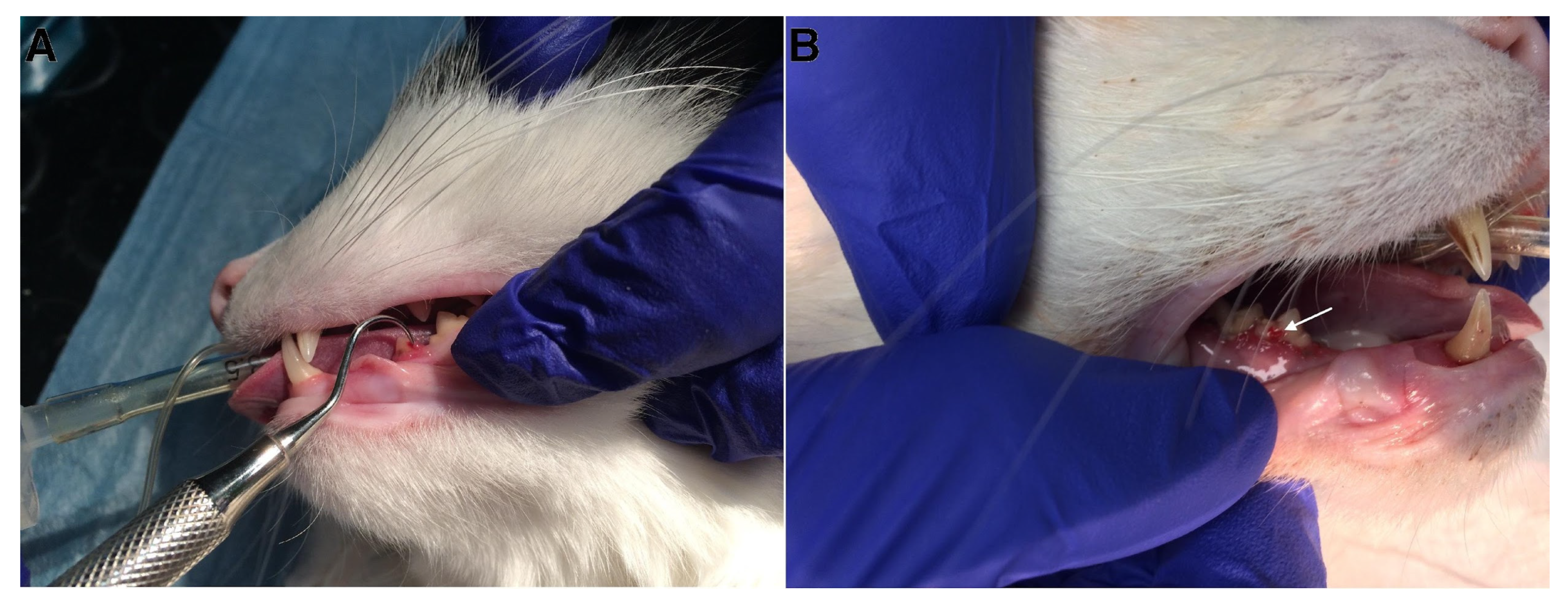 Animals 13 02500 g001 Animals 13 02500 g001