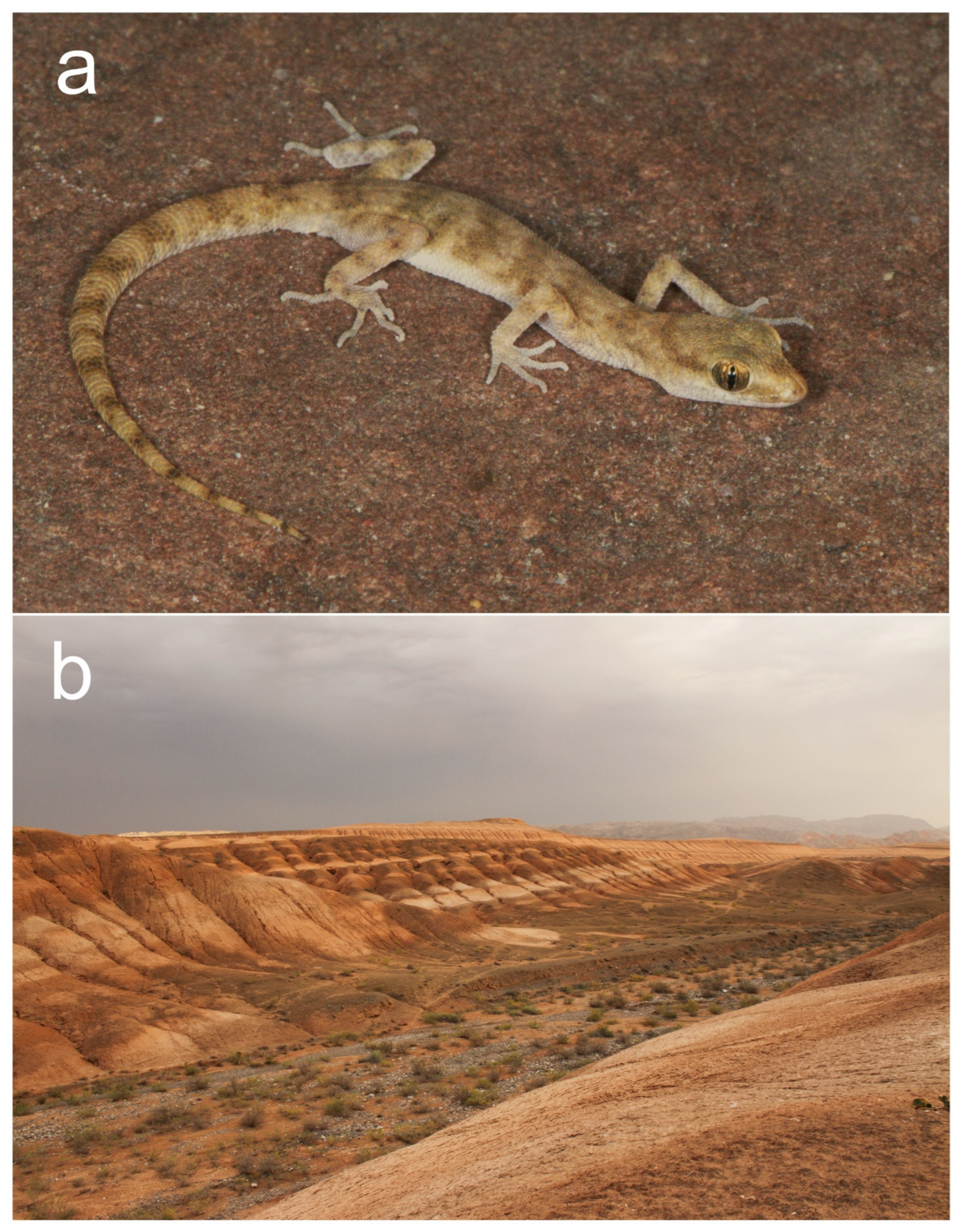 Animals 13 02516 g004 Animals 13 02516 g004