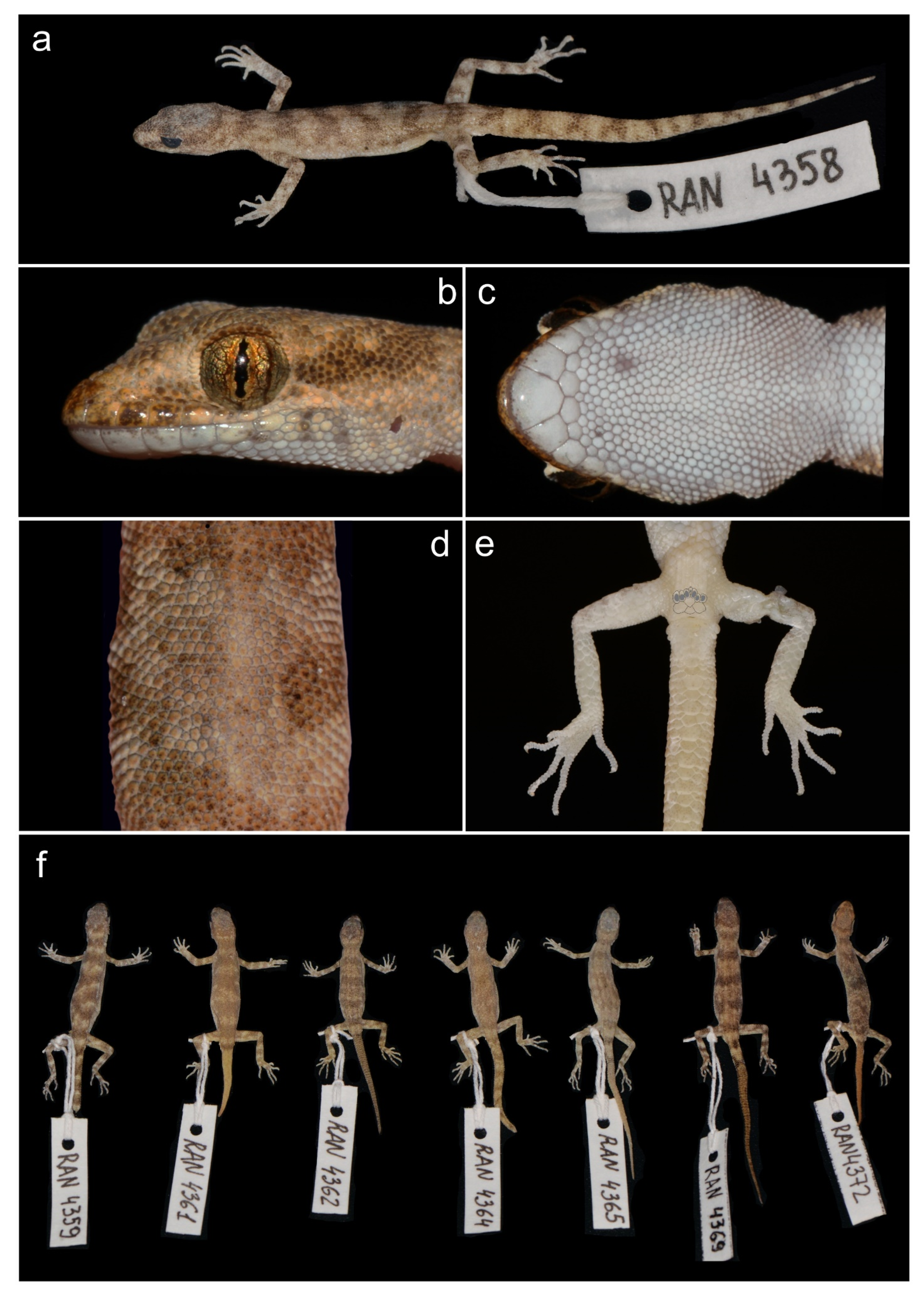 Animals 13 02516 g005 Animals 13 02516 g005