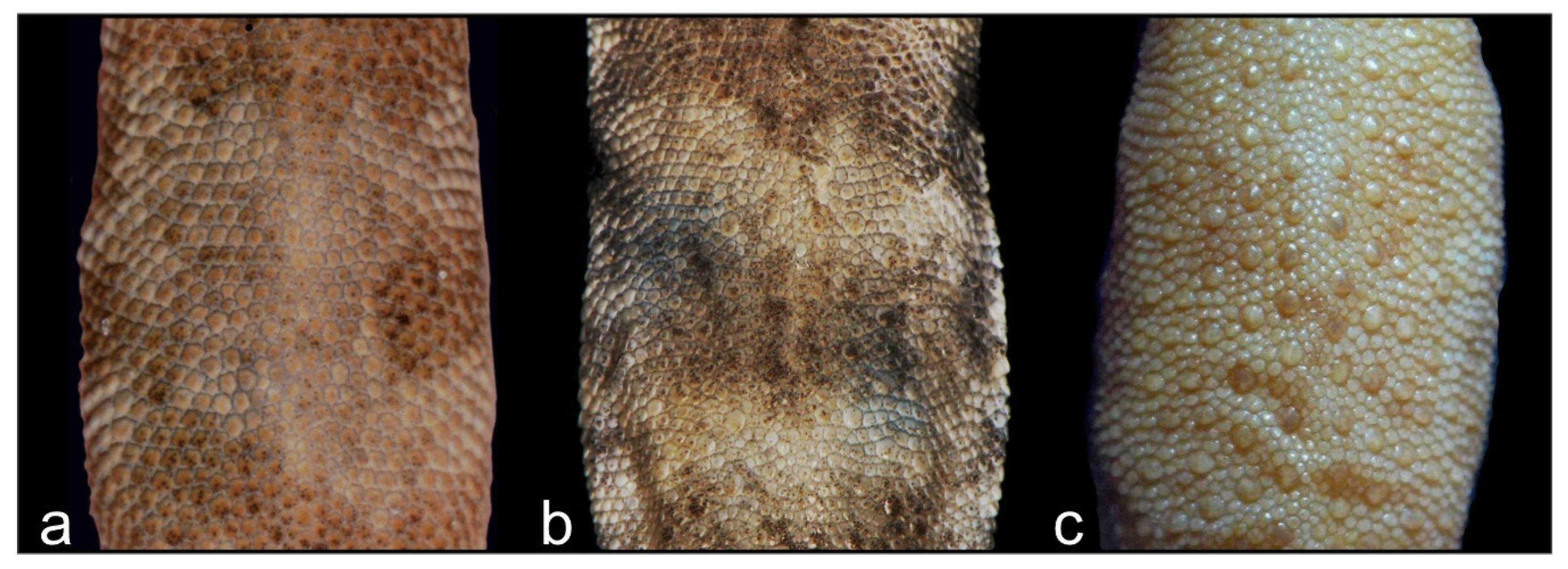 Animals 13 02516 g006 Animals 13 02516 g006