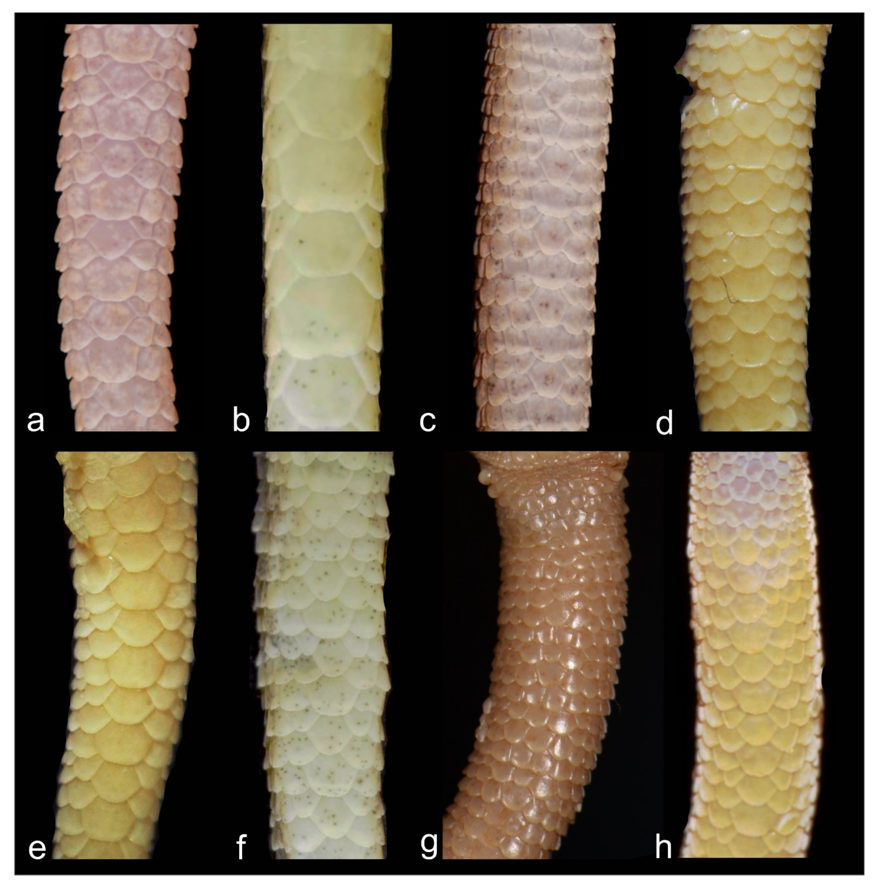 Animals 13 02516 g007 Animals 13 02516 g007