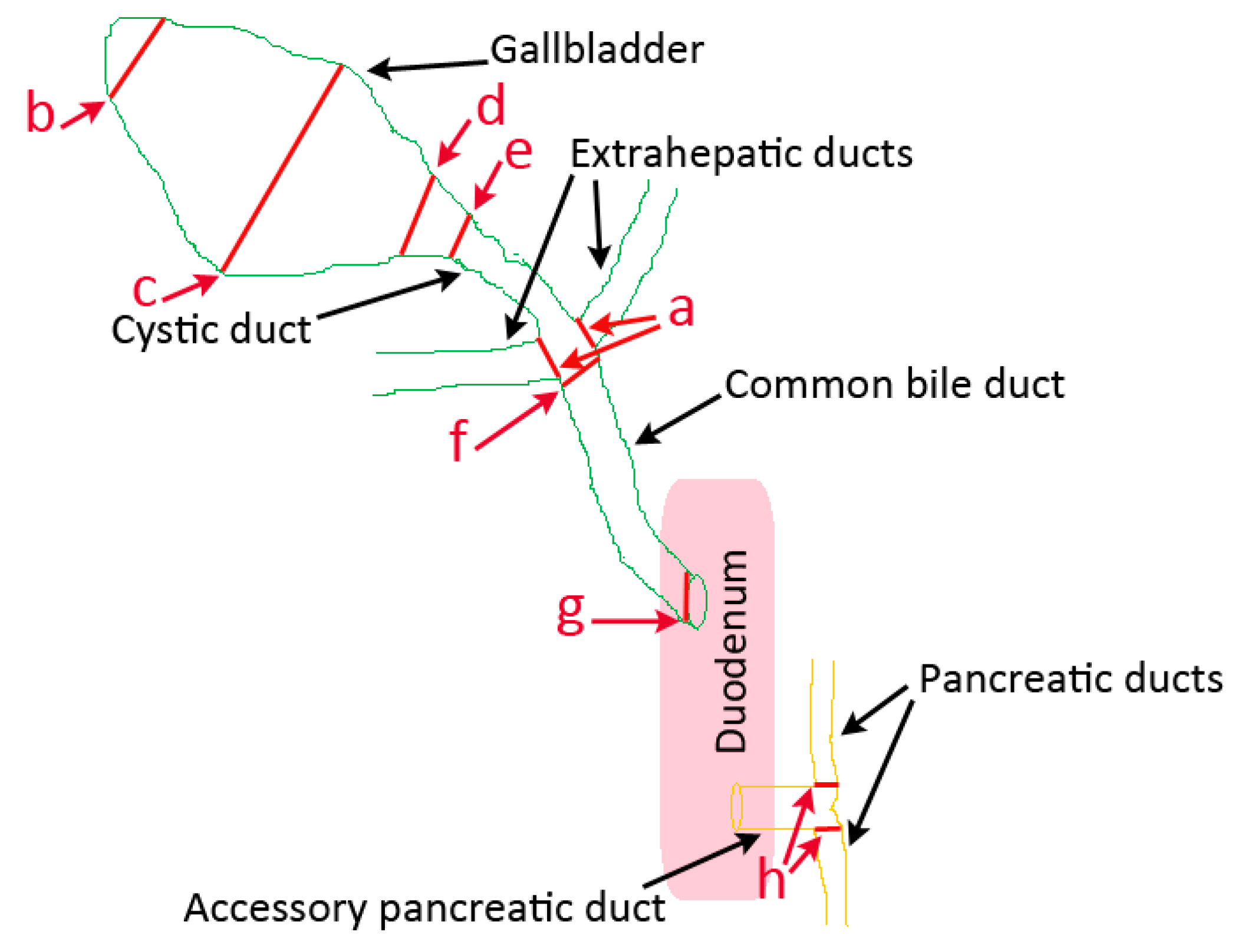 Animals 13 02517 g001