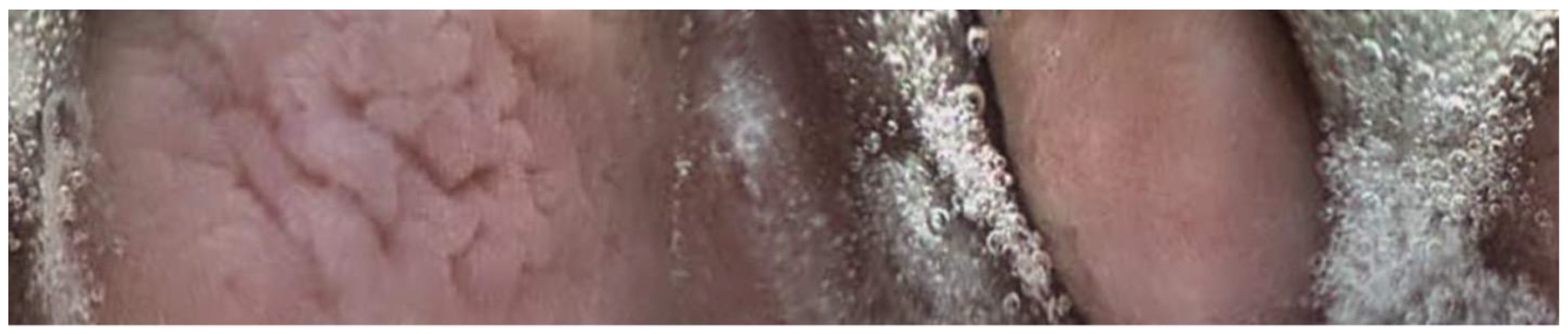 Animals 13 02518 g001