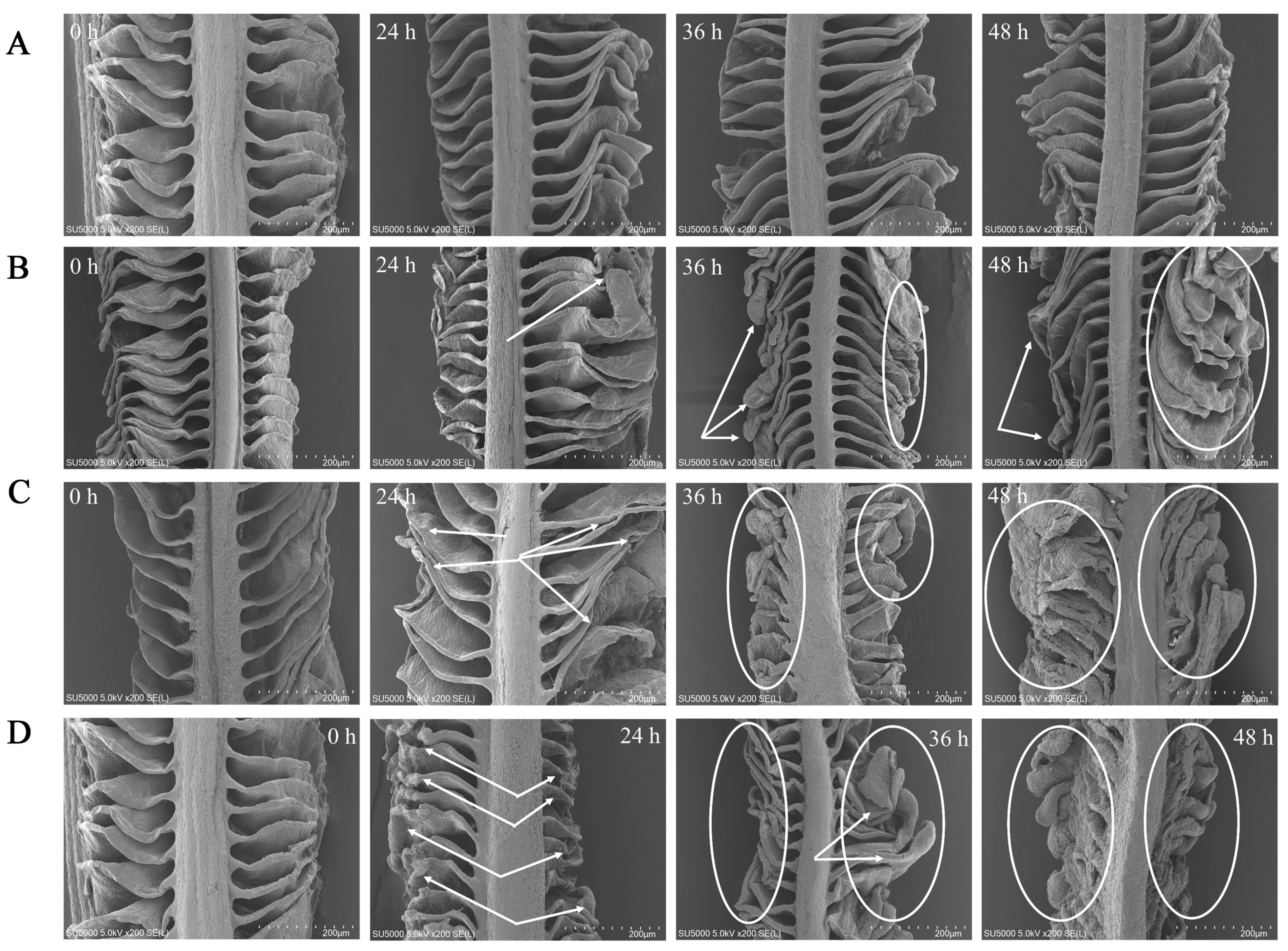 Animals 13 02534 g005 Animals 13 02534 g005