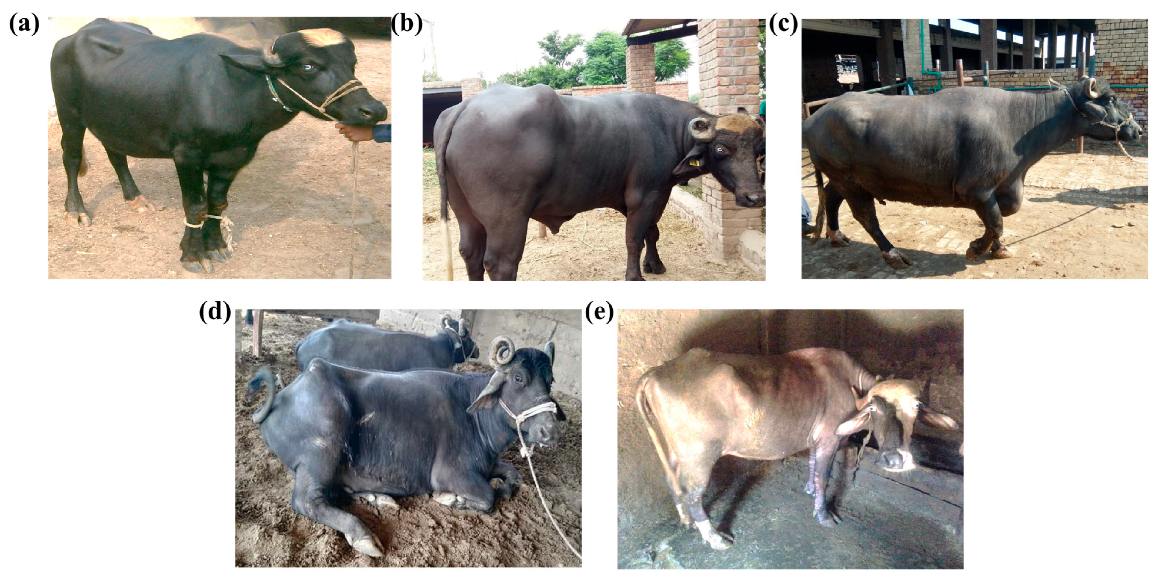 Animals 13 02543 g001