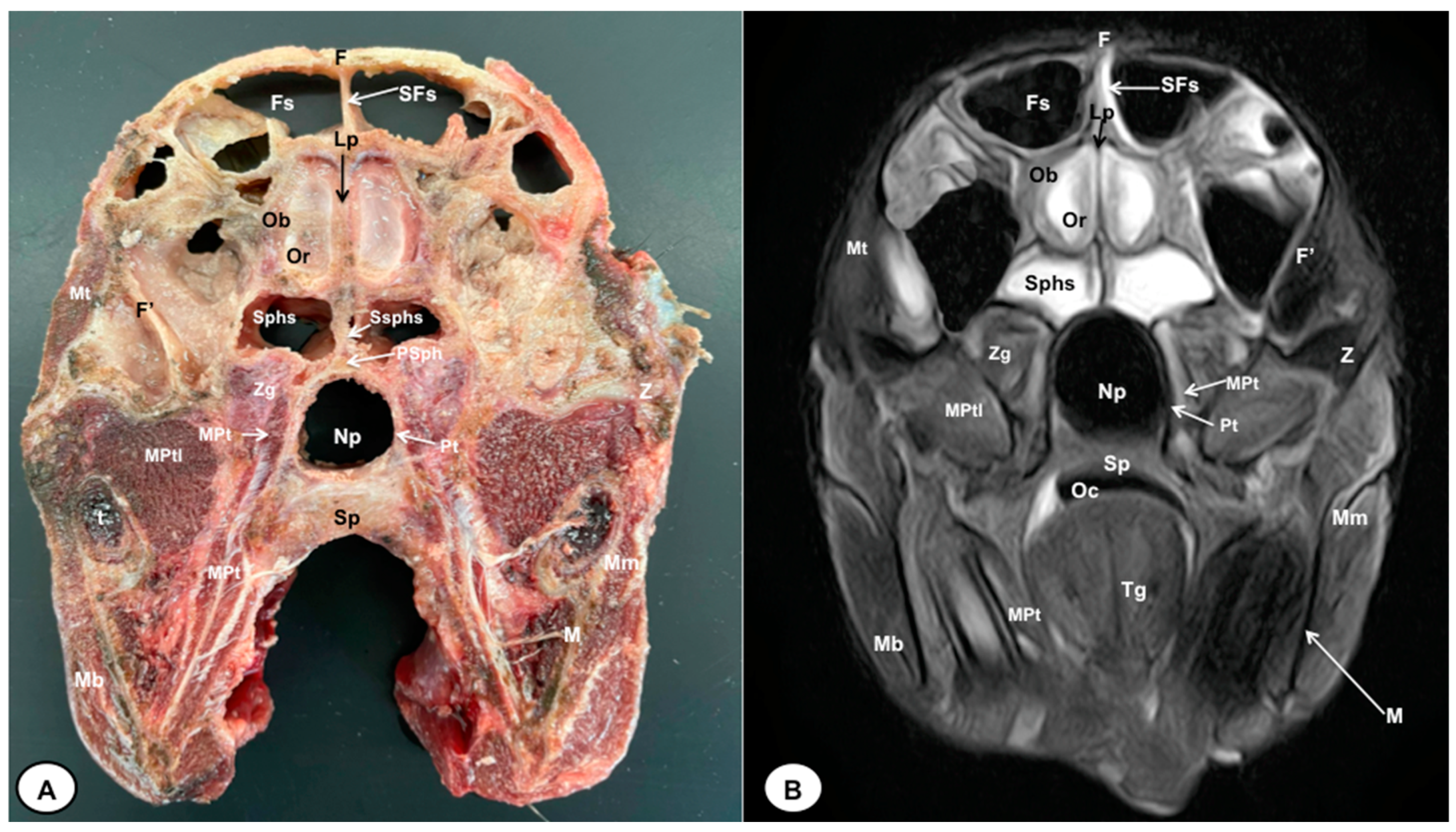 Animals 13 02551 g003 Animals 13 02551 g003