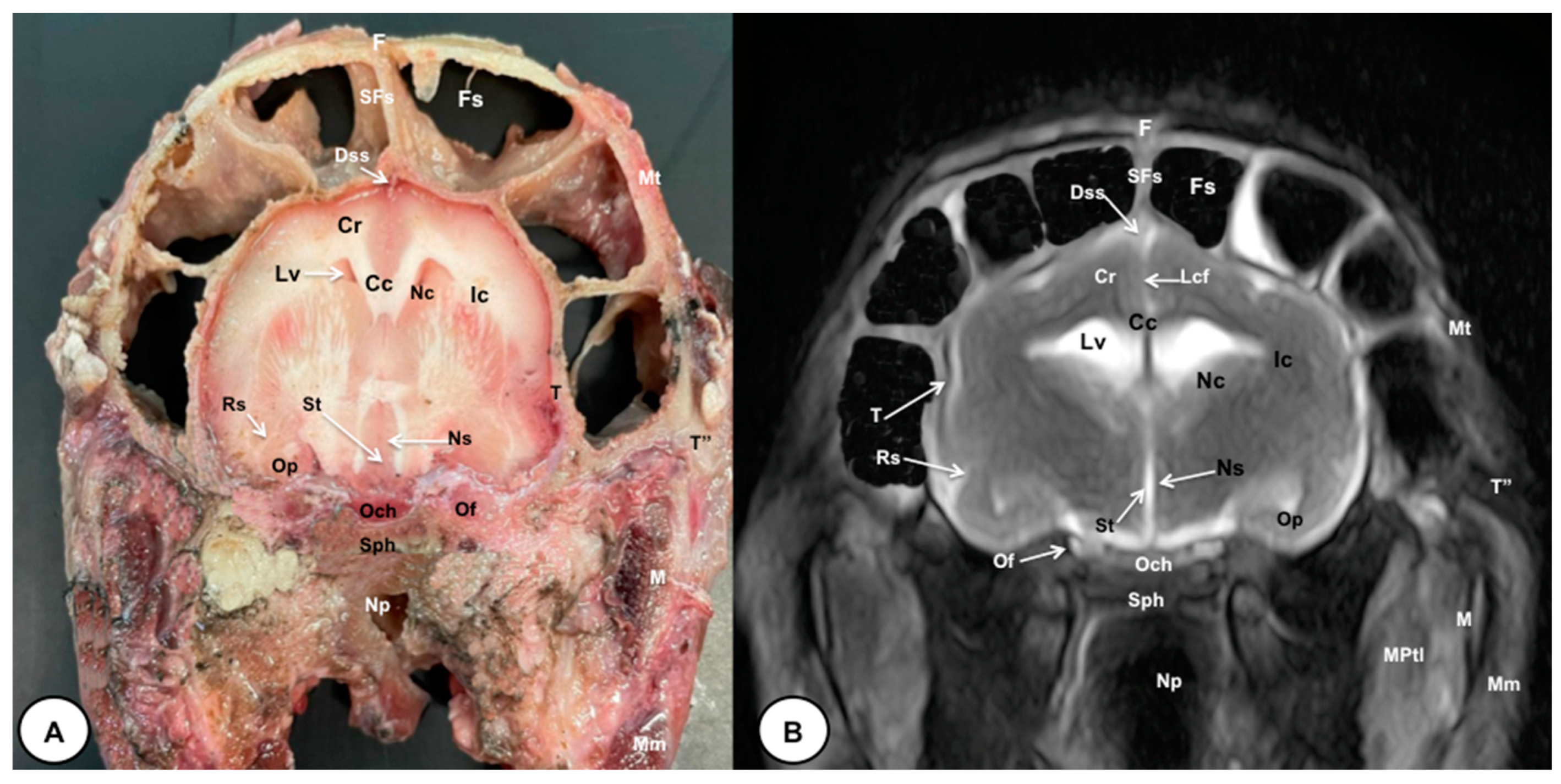 Animals 13 02551 g004 Animals 13 02551 g004