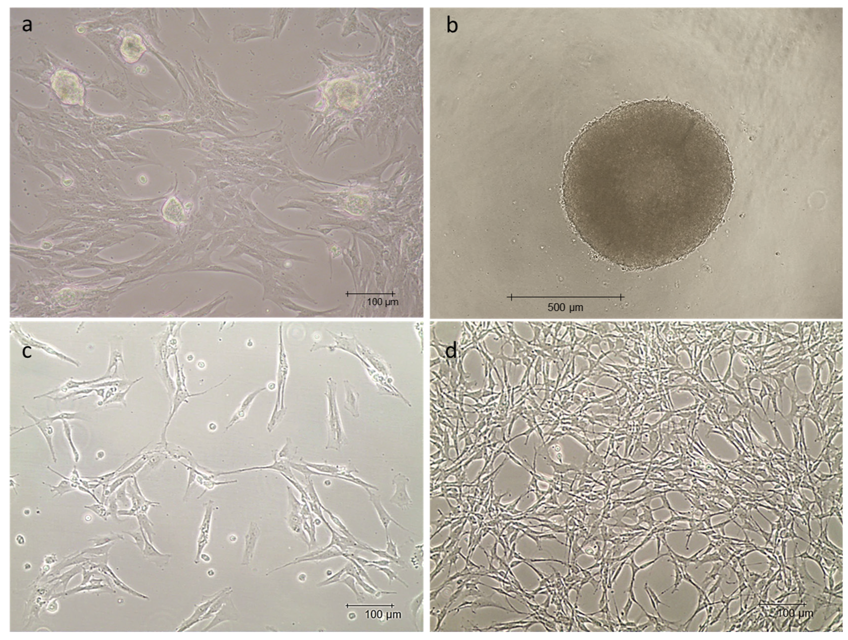 Animals 13 02601 g004 Animals 13 02601 g004