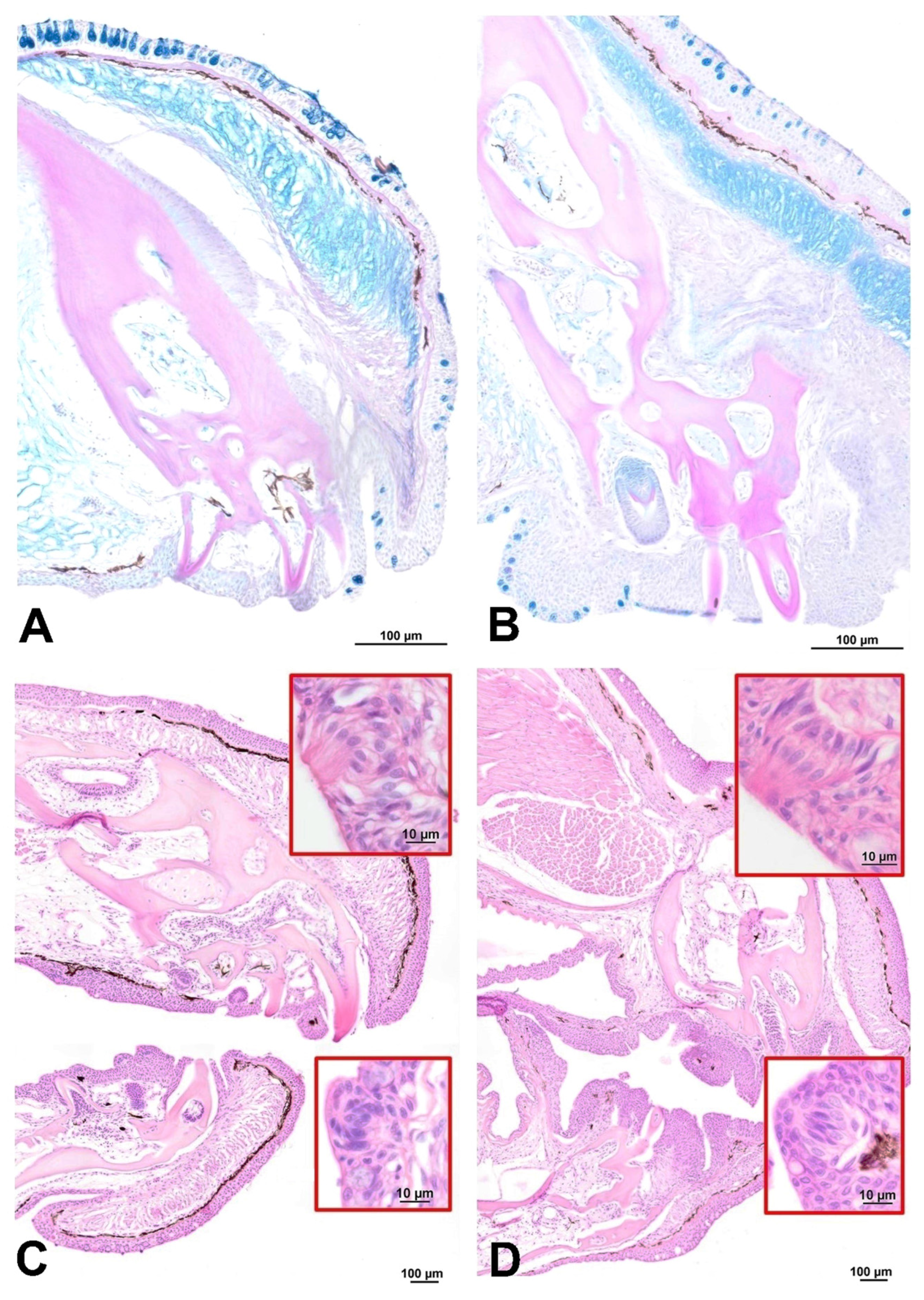 Animals 13 02613 g002