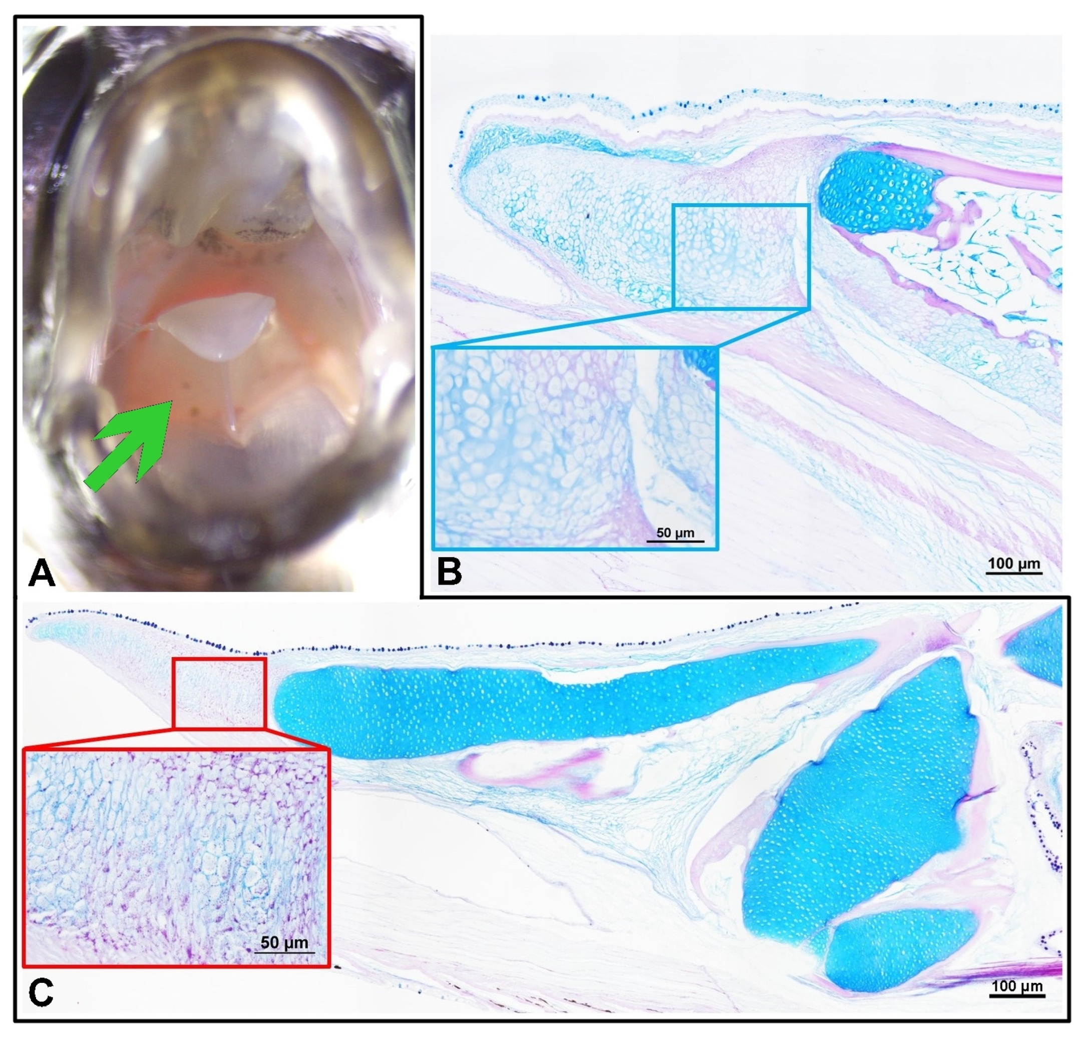 Animals 13 02613 g003