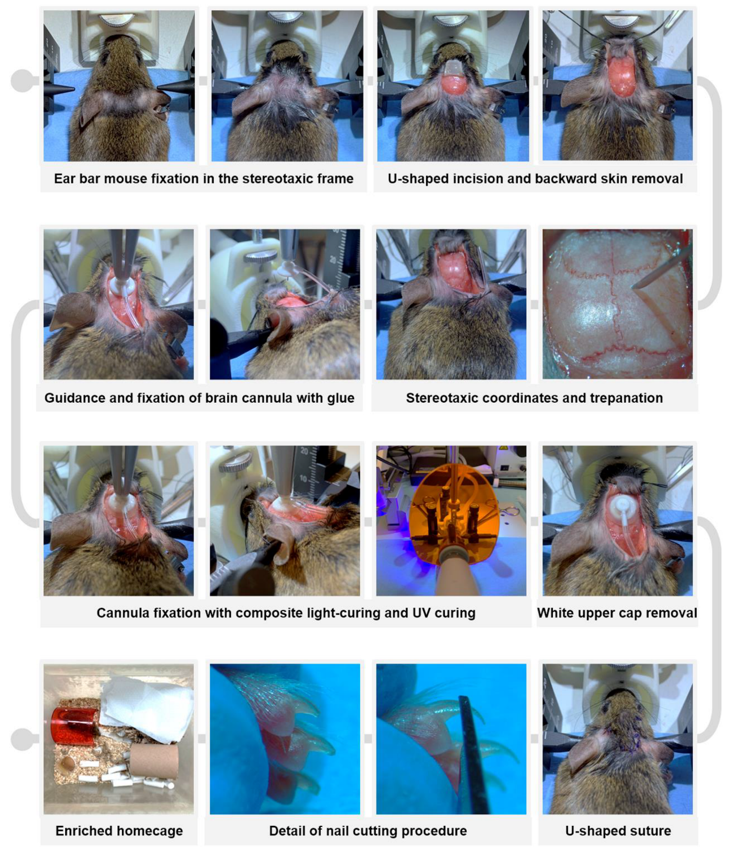 Animals 13 02627 g003