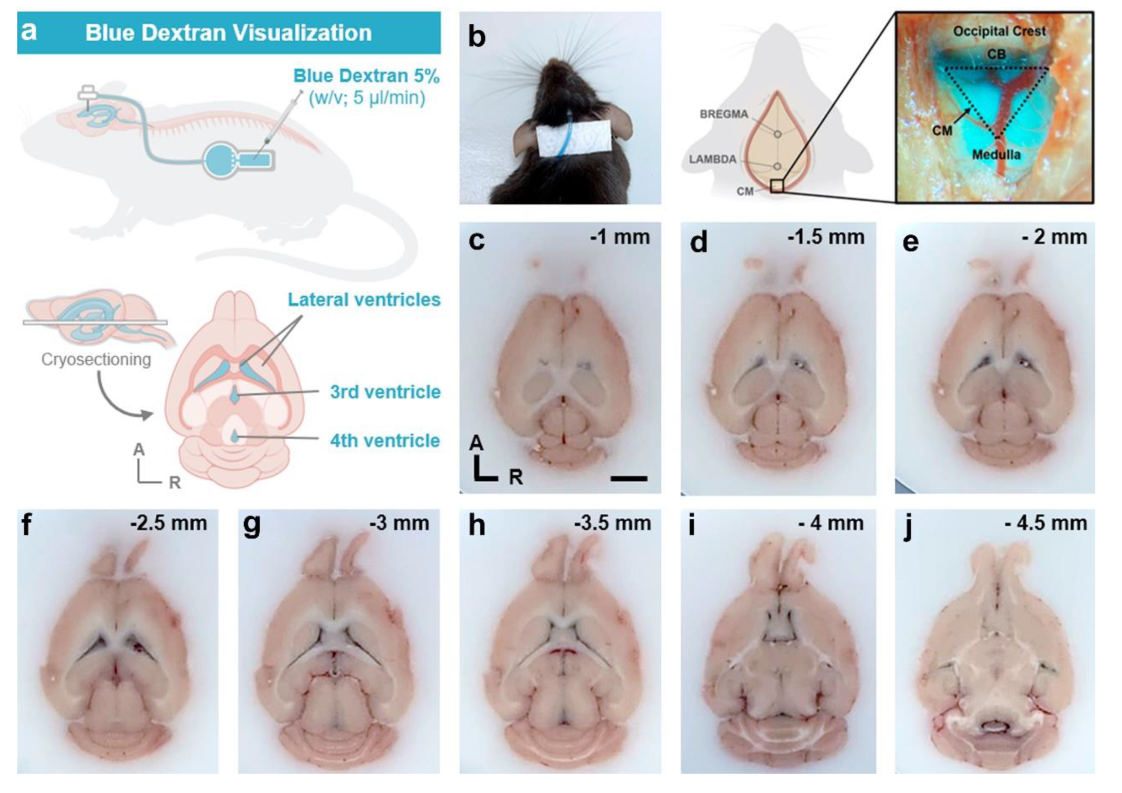 Animals 13 02627 g009