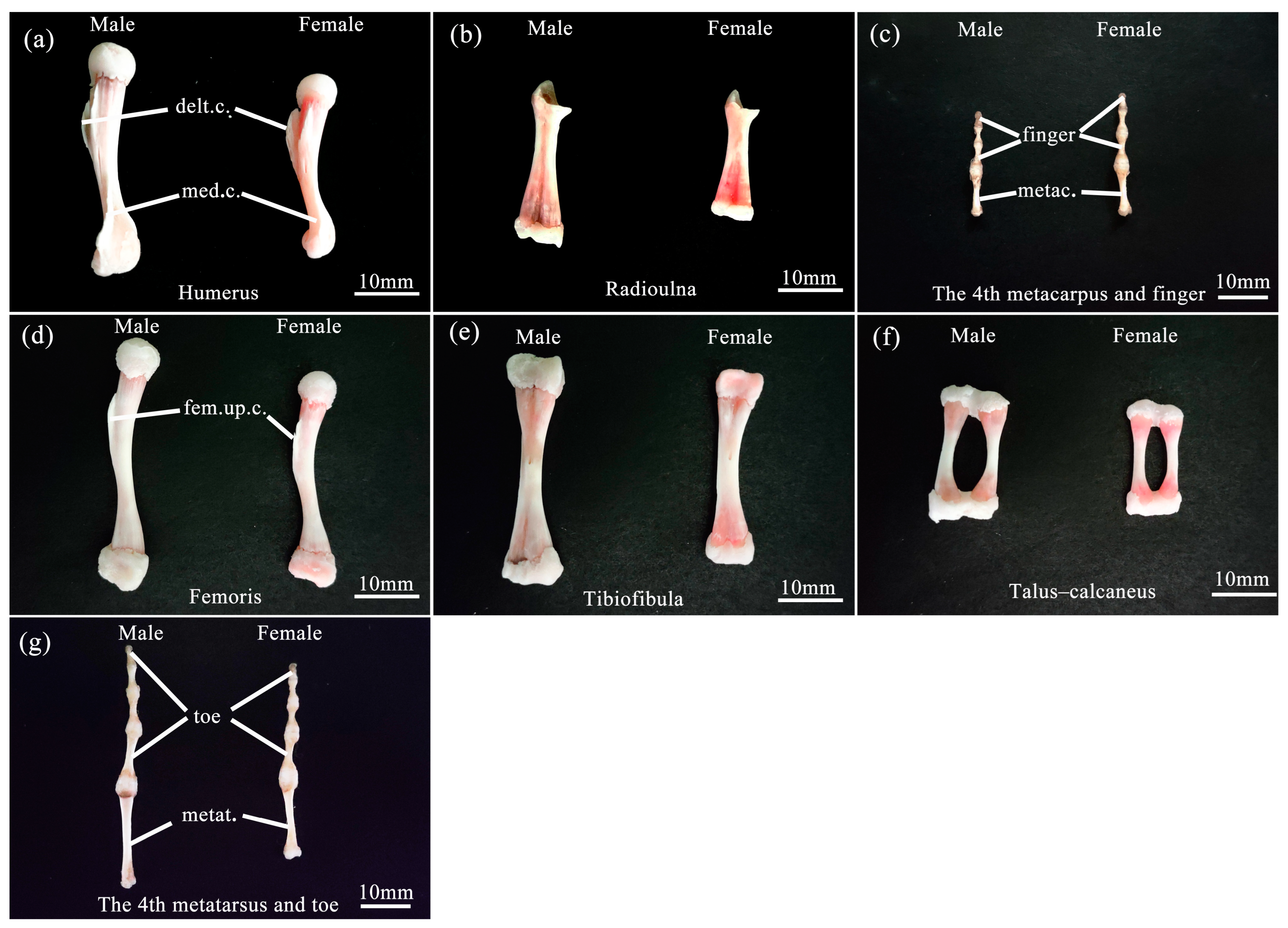 Animals 13 02638 g003