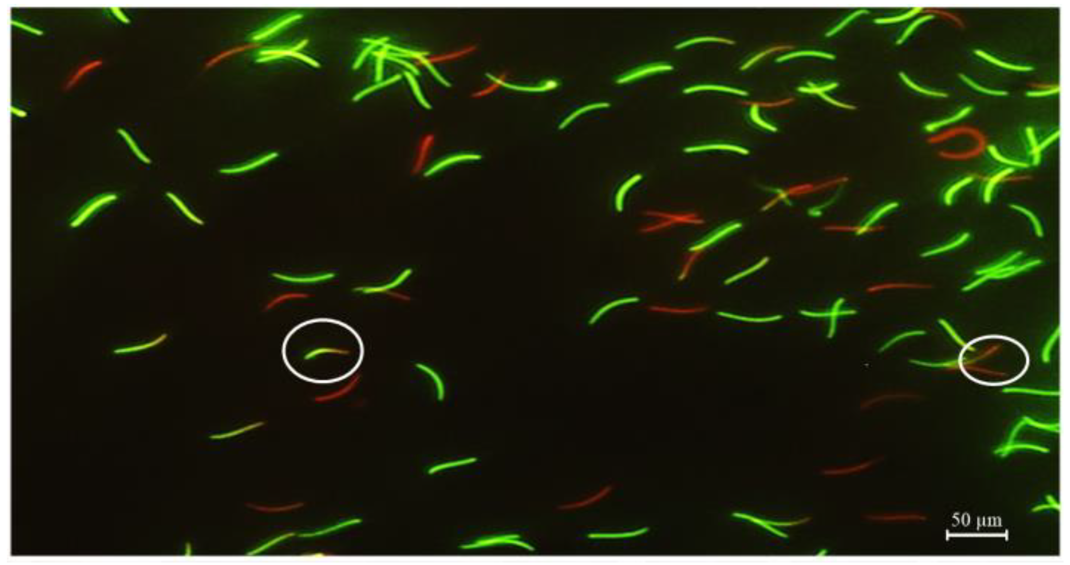 Animals 13 02660 g001