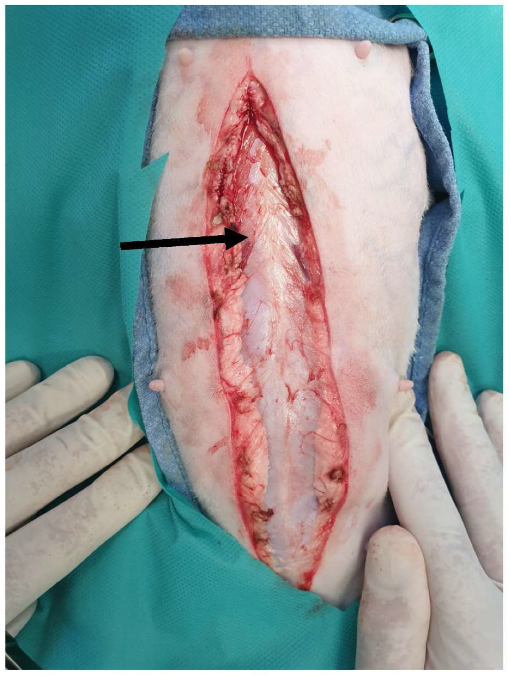 Animals 13 02670 g001