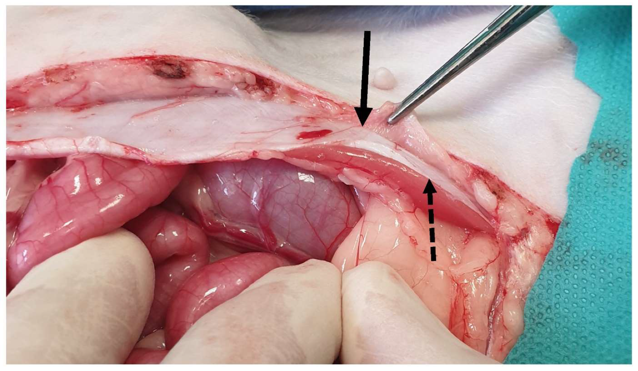 Animals 13 02670 g002