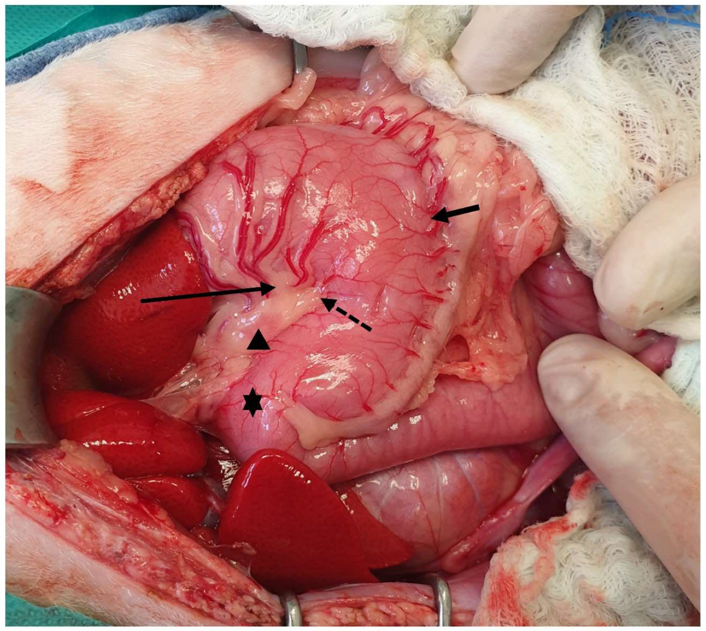 Animals 13 02670 g004