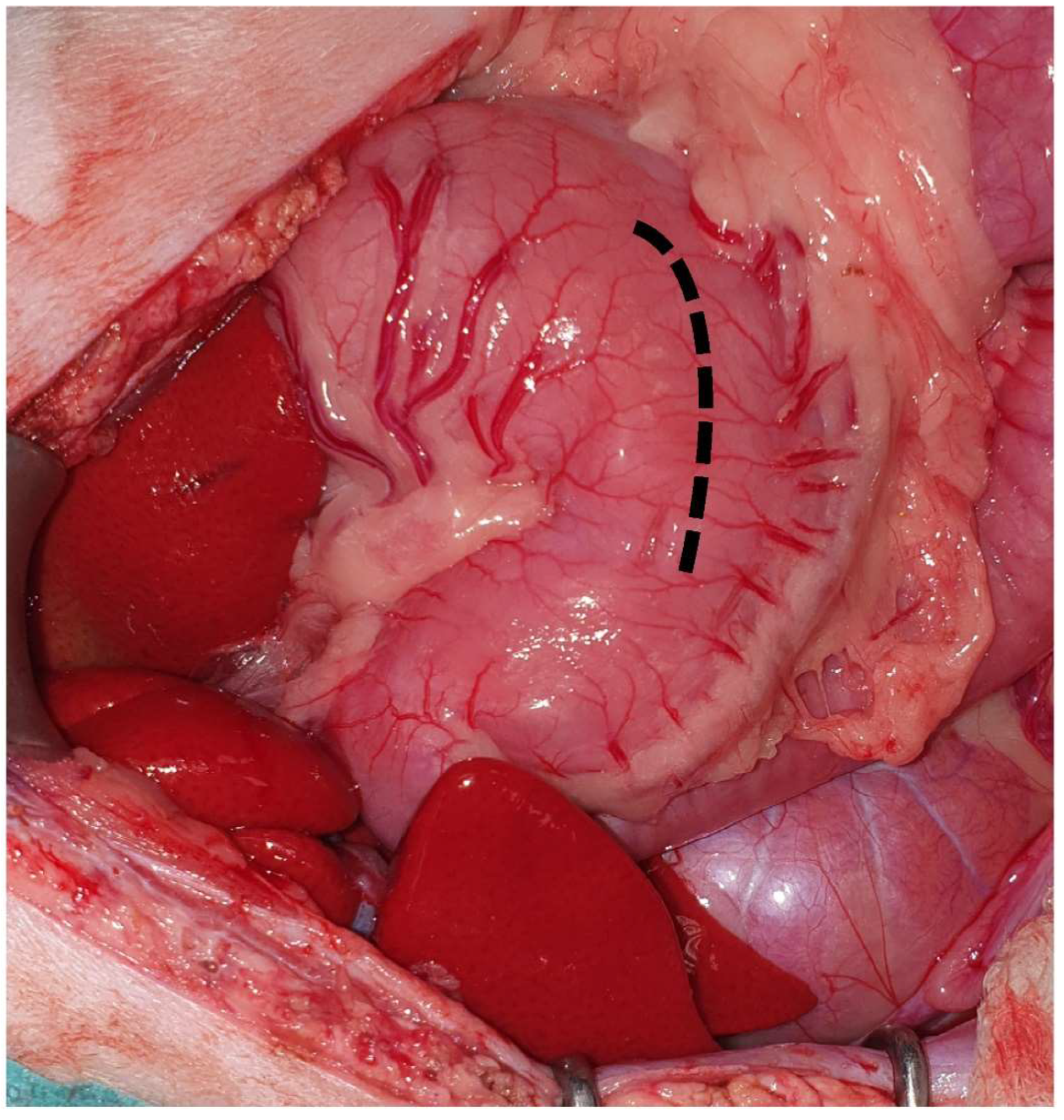 Animals 13 02670 g008