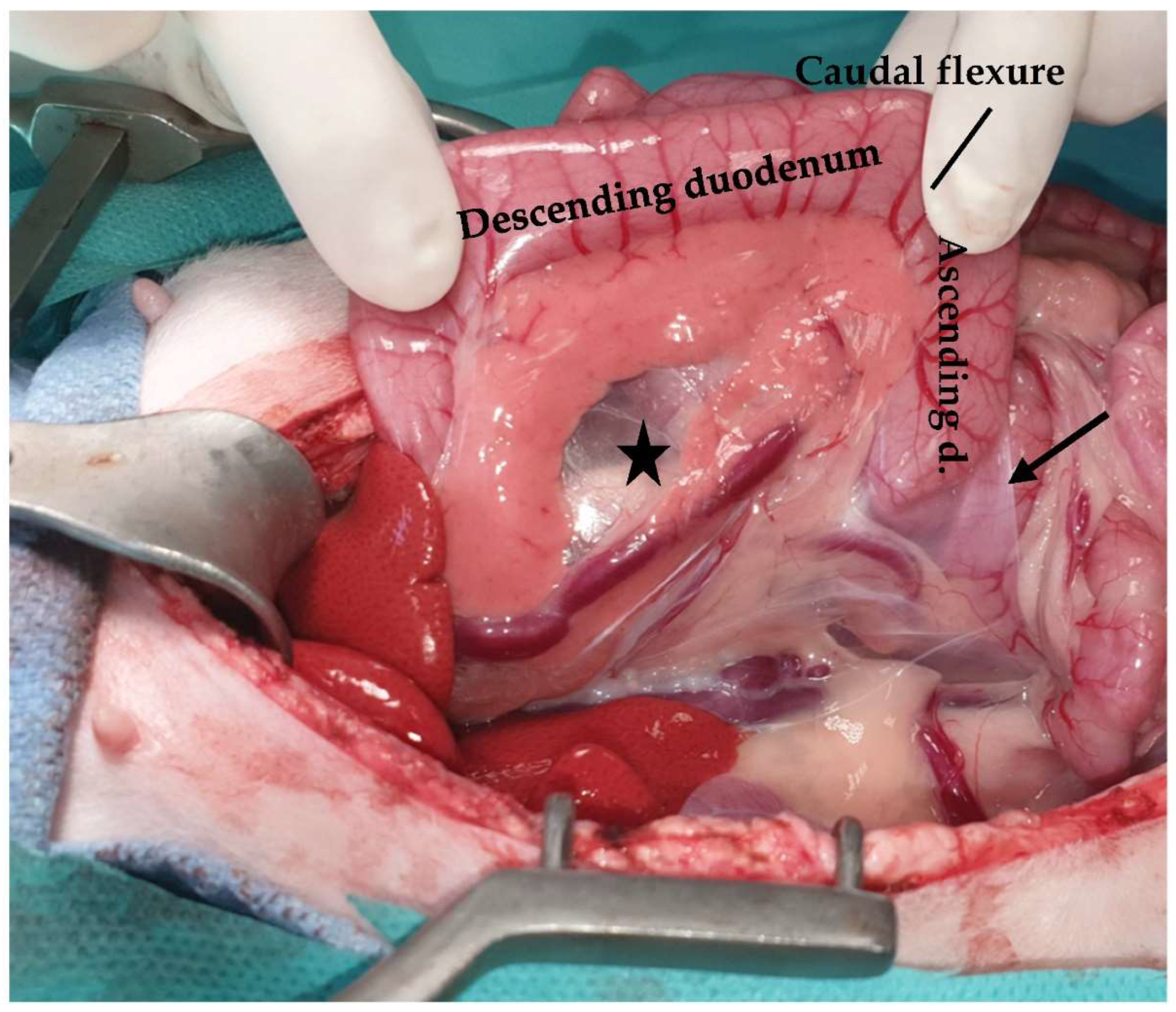 Animals 13 02670 g010