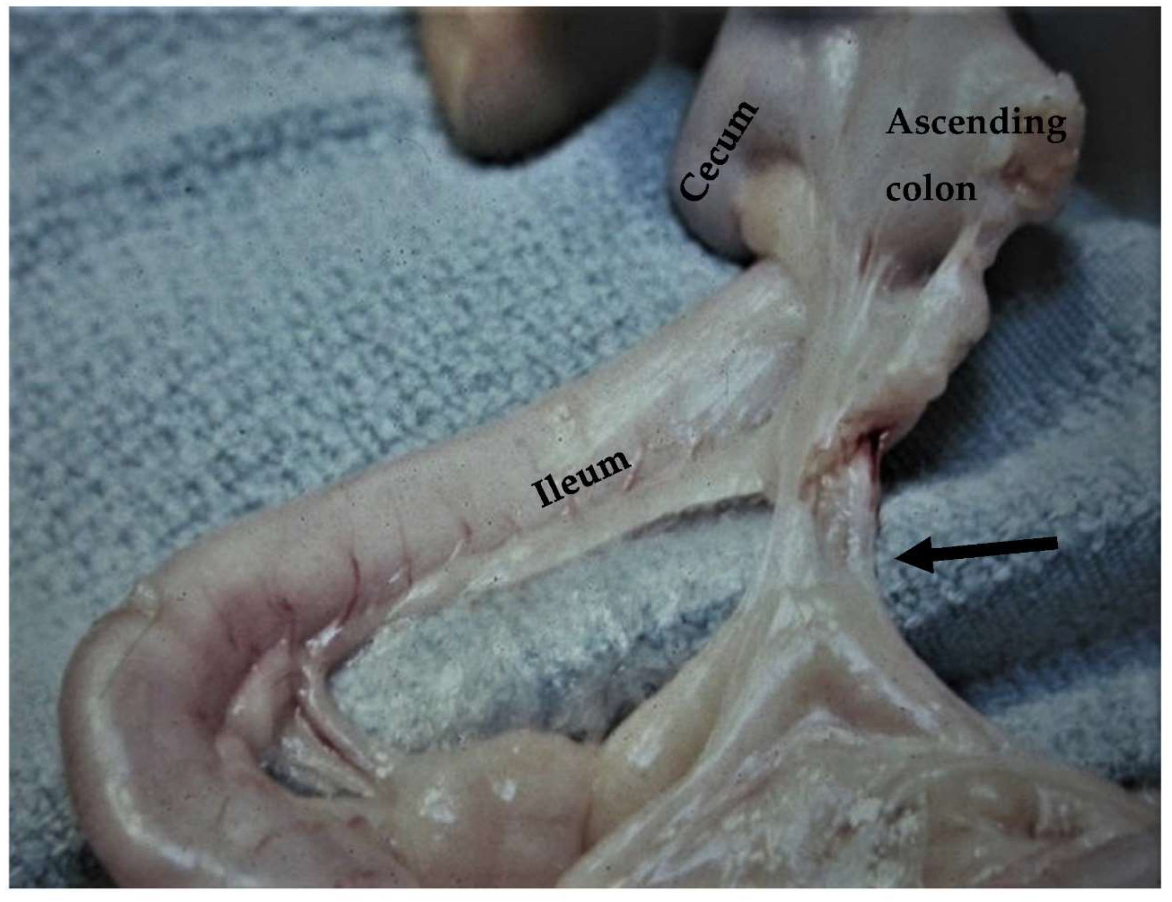 Animals 13 02670 g019