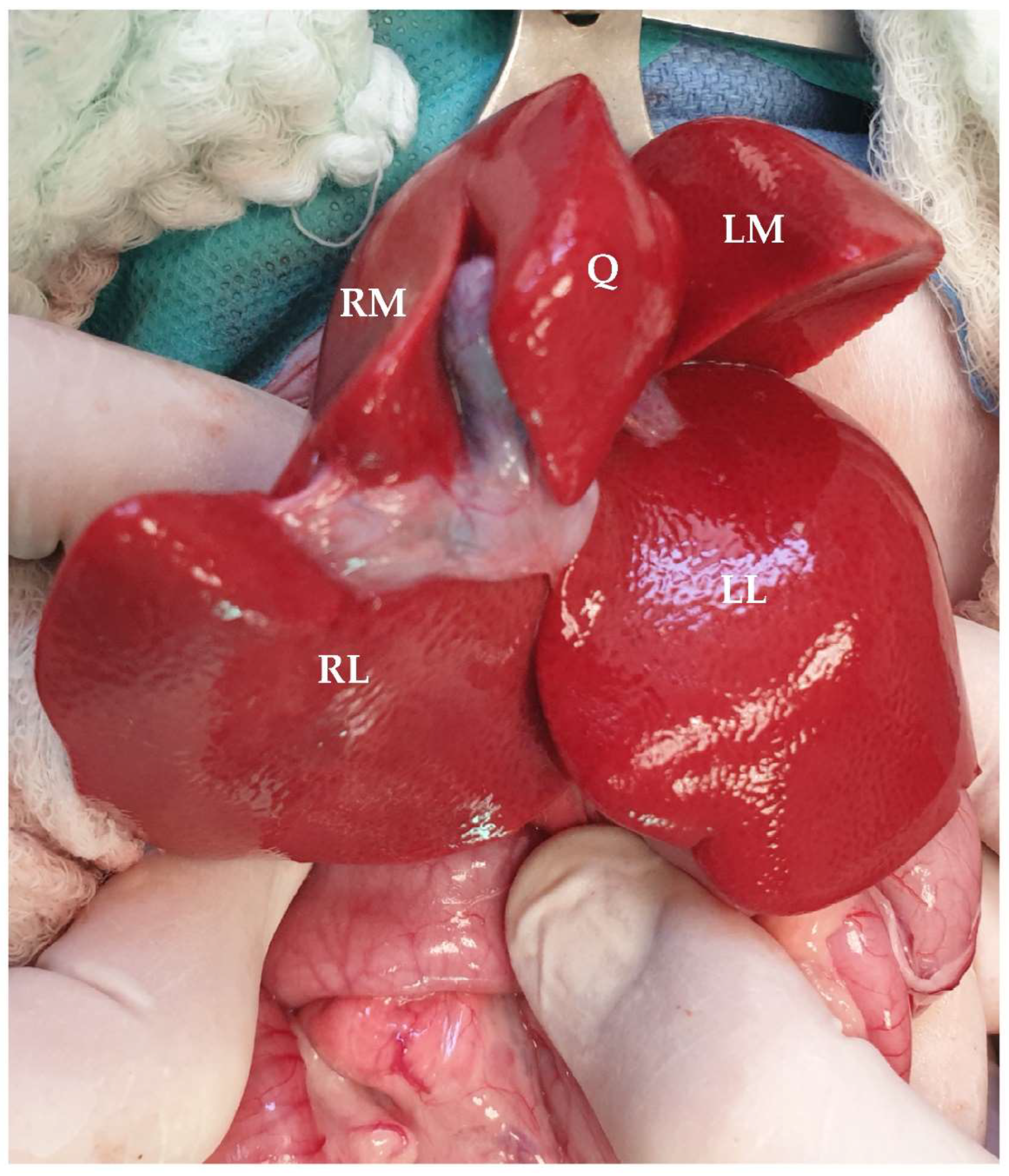 Animals 13 02670 g020