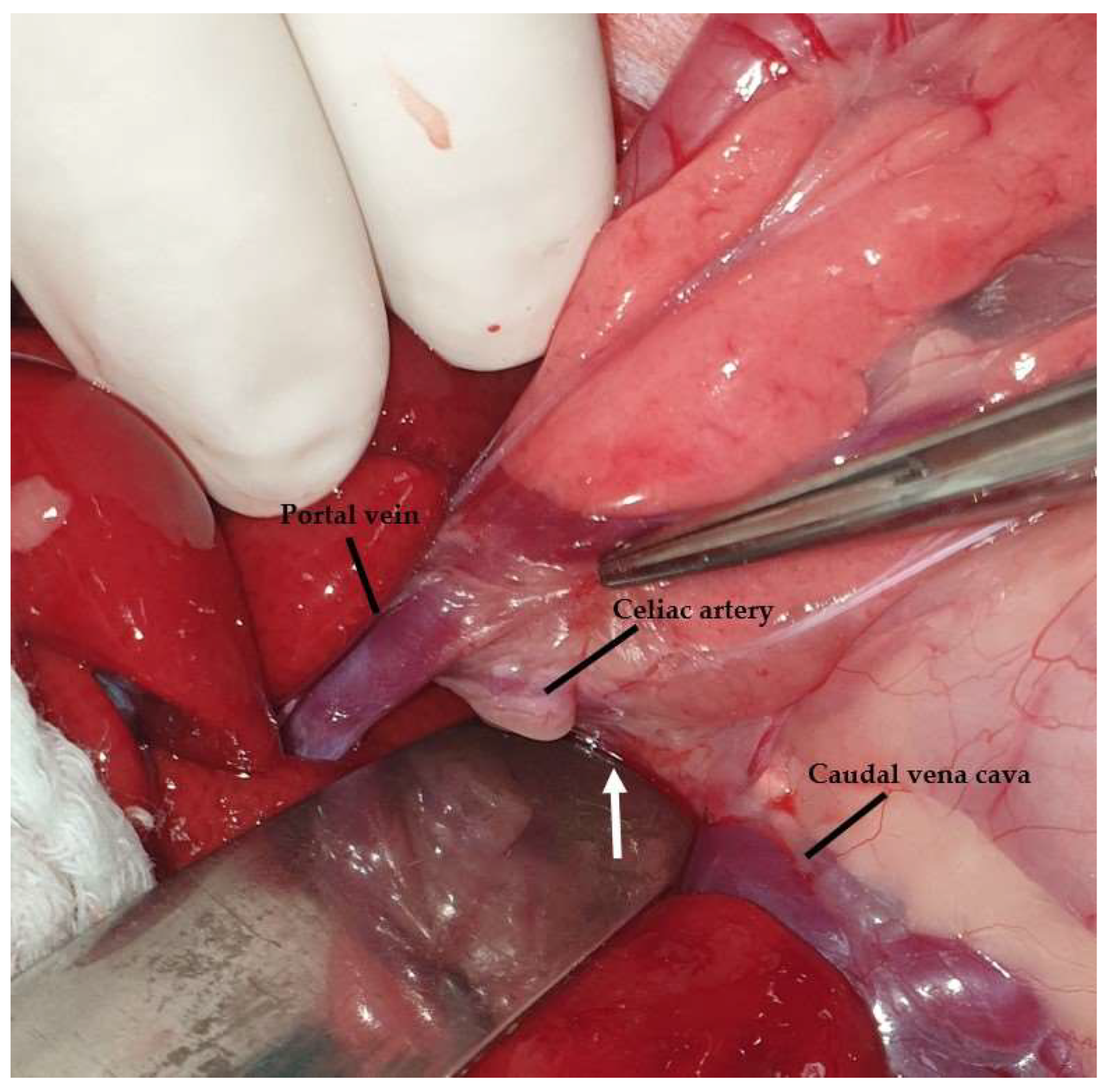 Animals 13 02670 g023