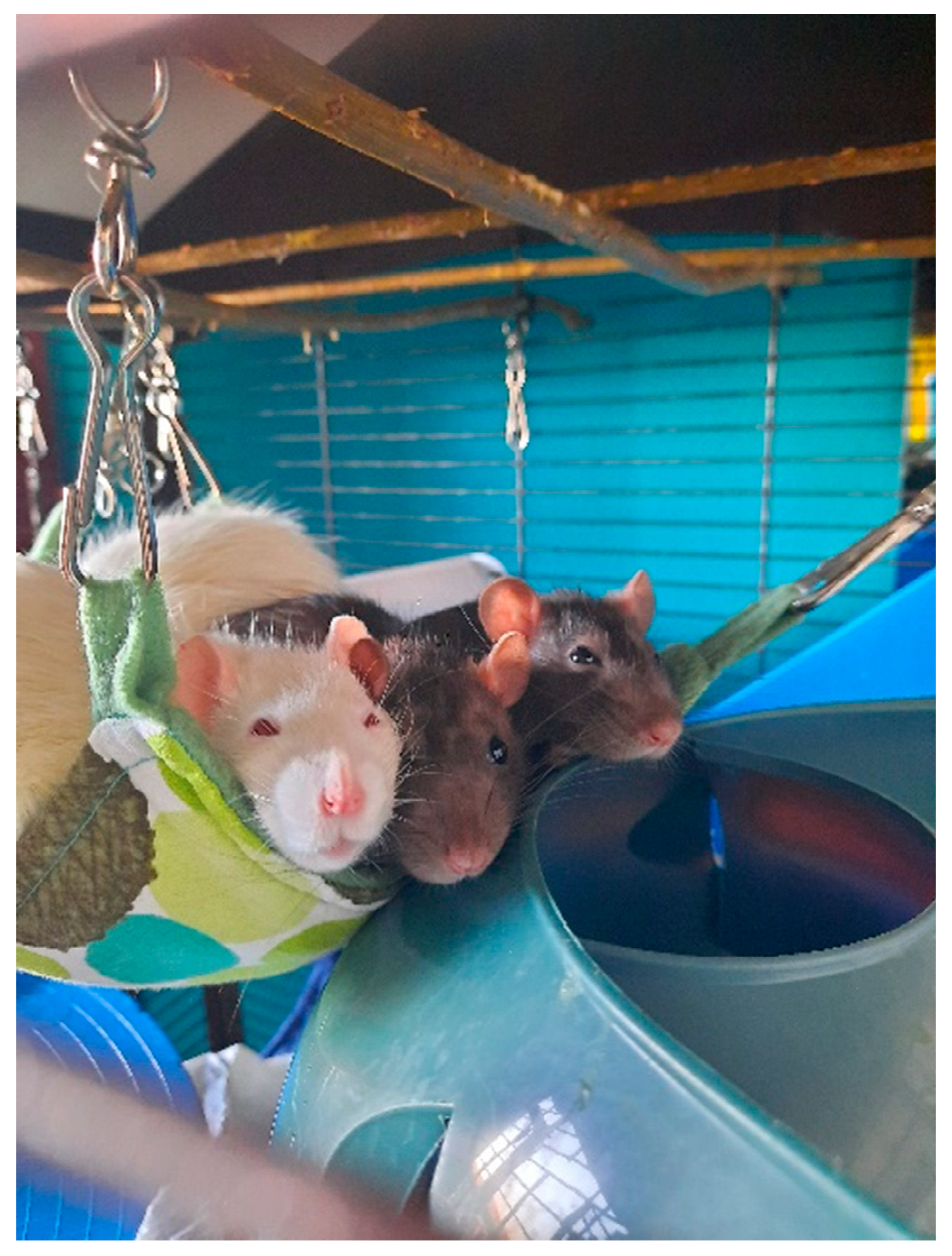 Animals 13 02727 g002