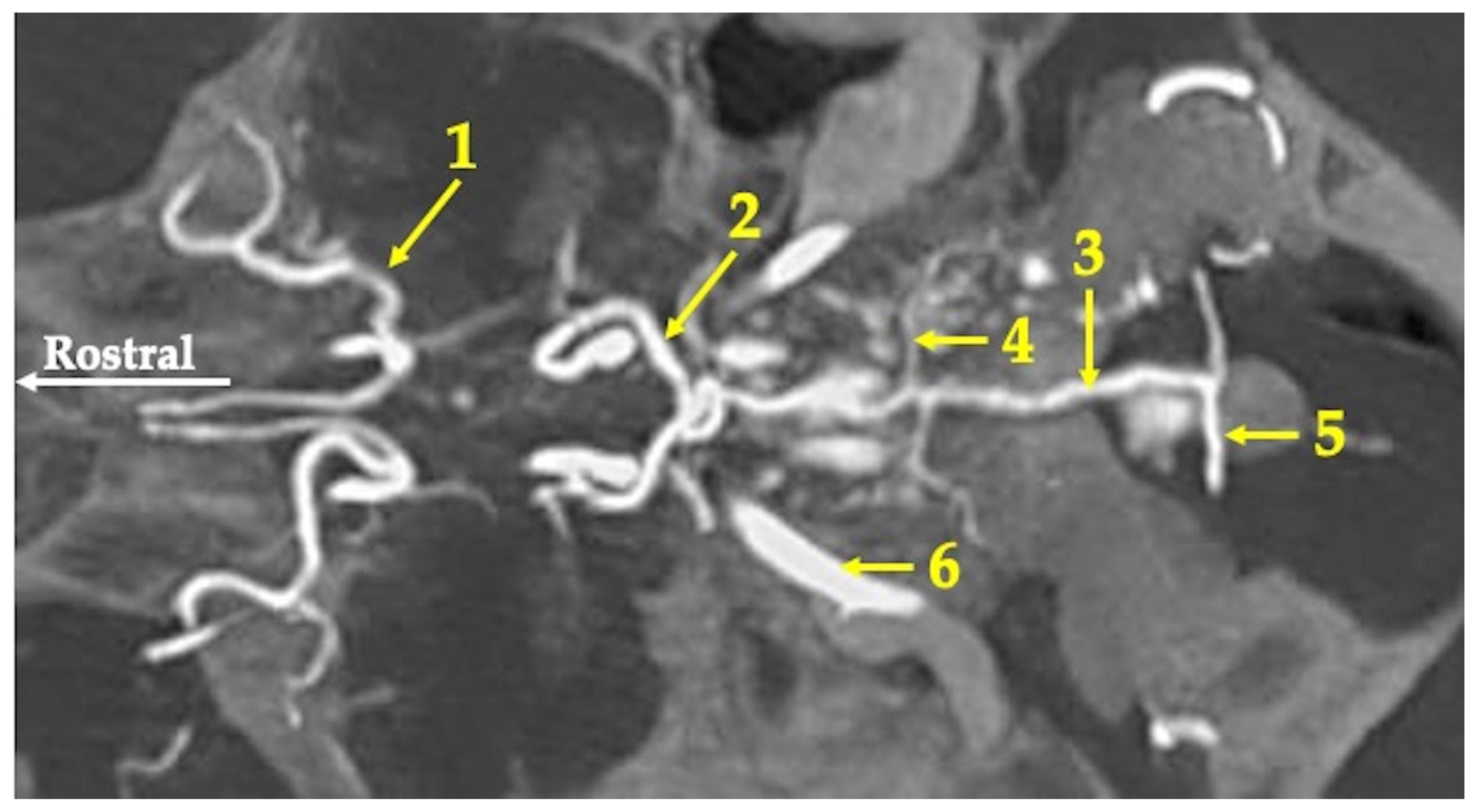 Animals 13 02744 g002