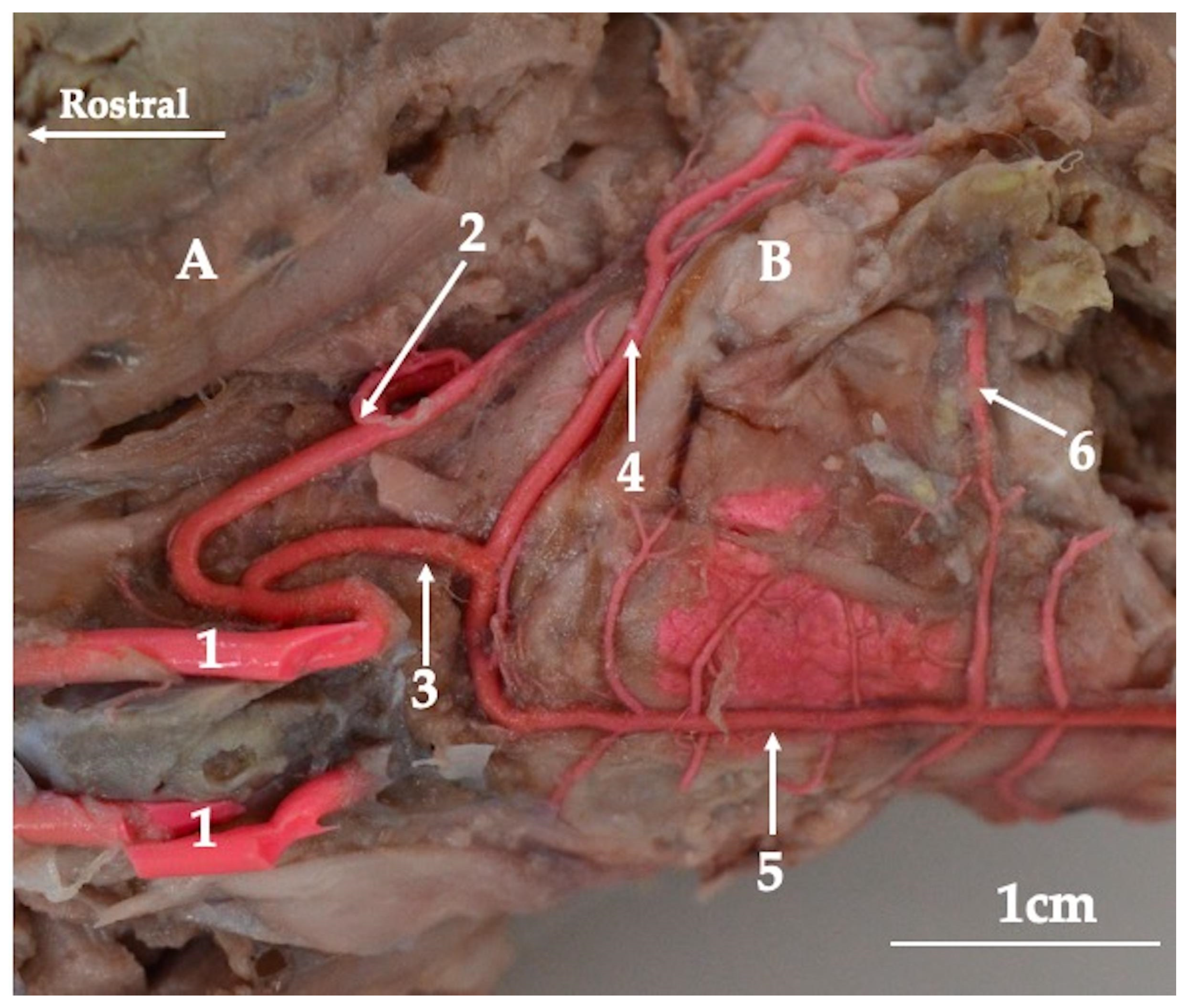 Animals 13 02744 g003